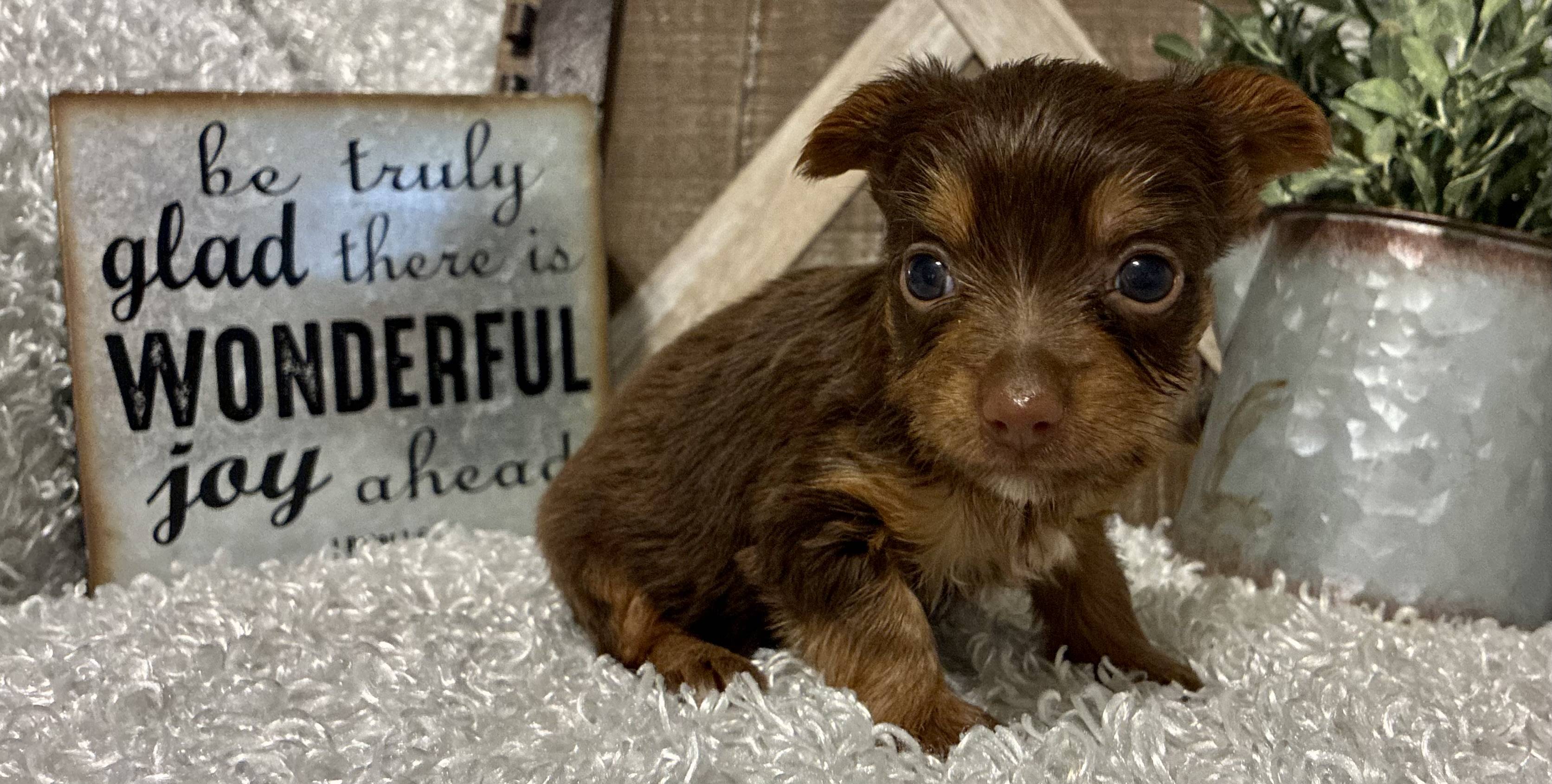FEMALE CHOCOLATE PARTY YORKIE! - Image 8