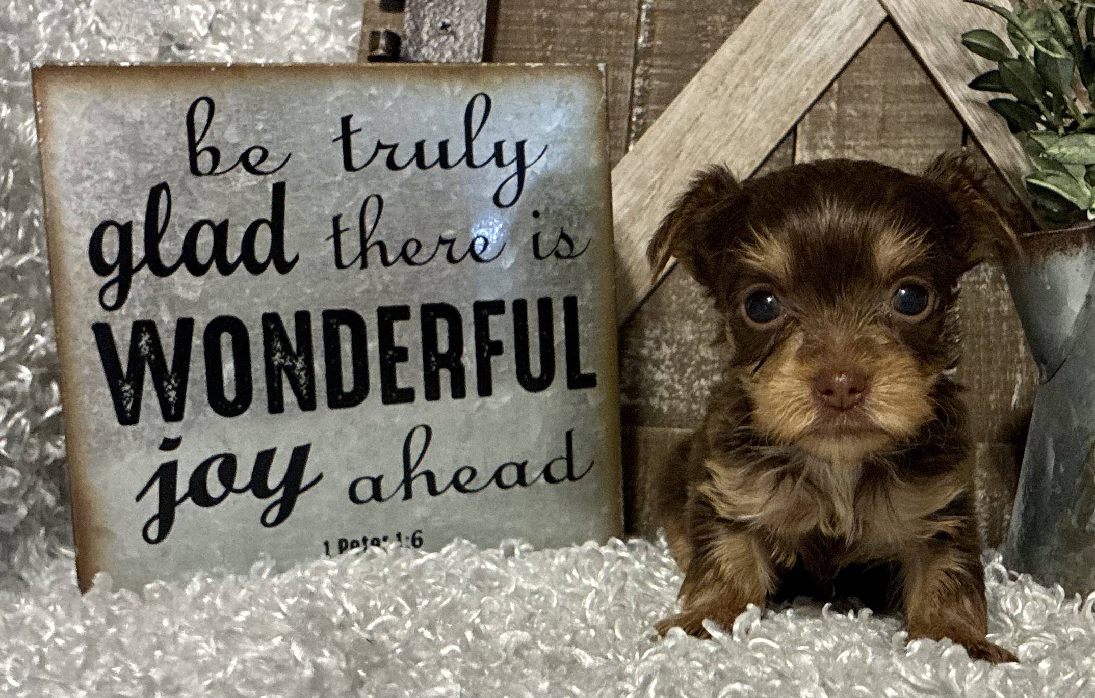 FEMALE CHOCOLATE PARTY YORKIE! - Image 7