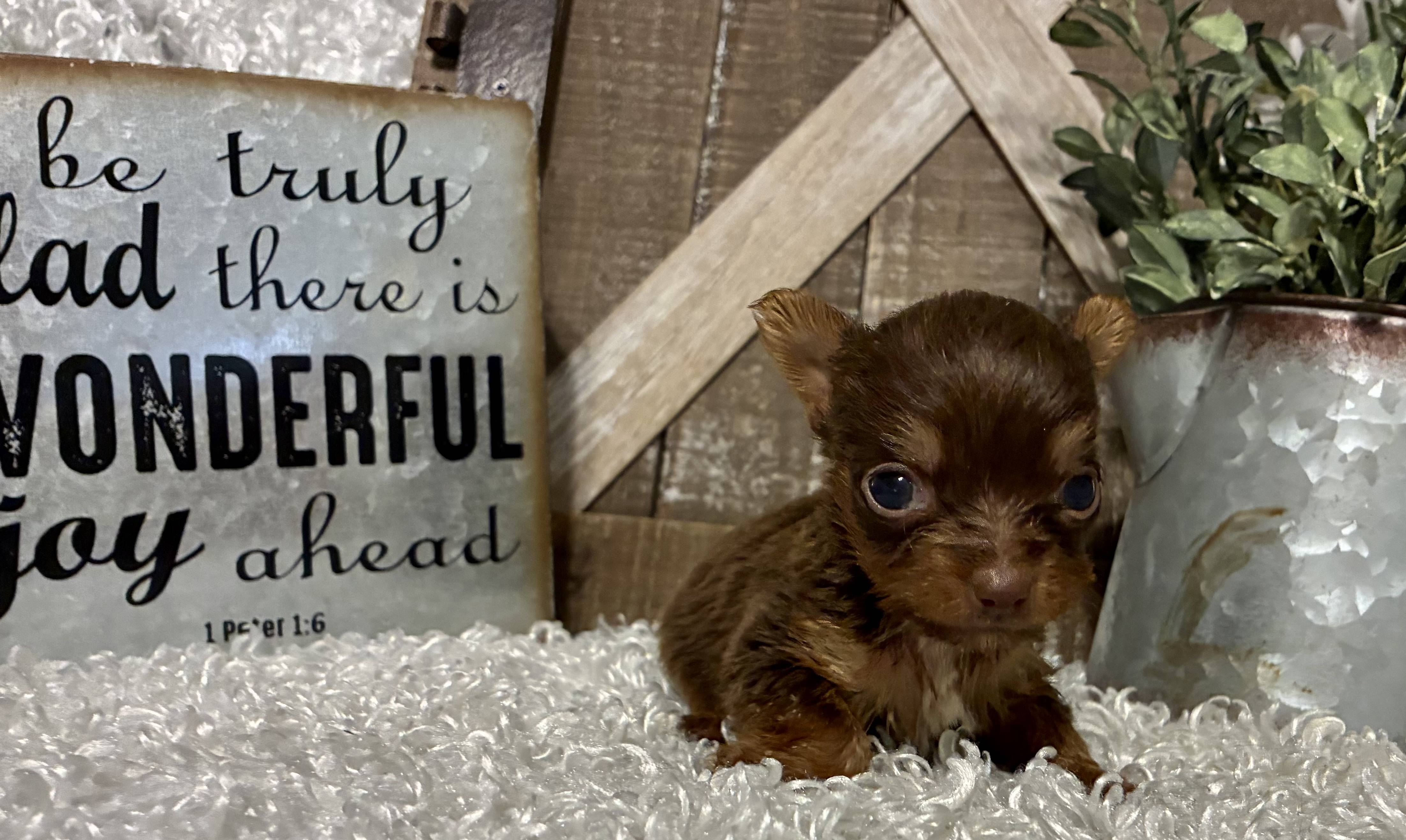 FEMALE CHOCOLATE PARTY YORKIE!!! - Image 2