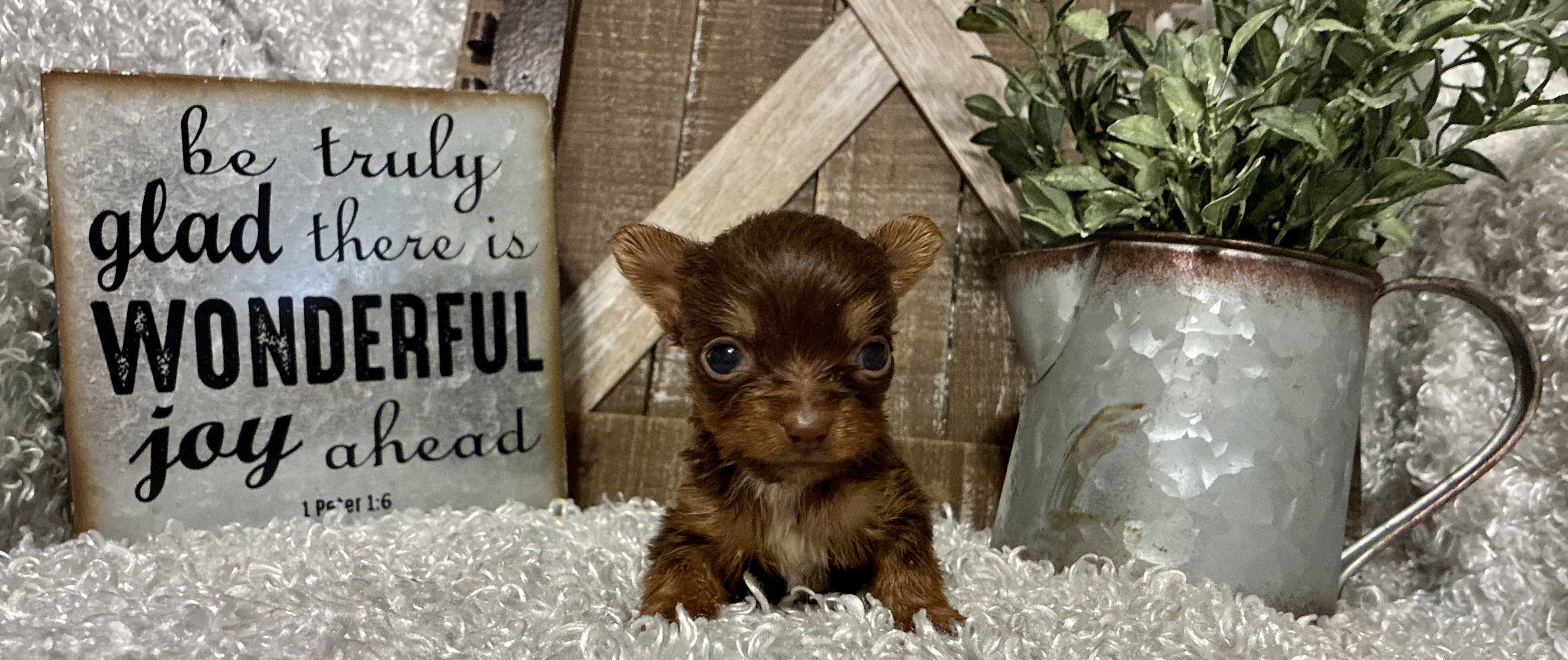 FEMALE CHOCOLATE PARTY YORKIE!!! - Image 3