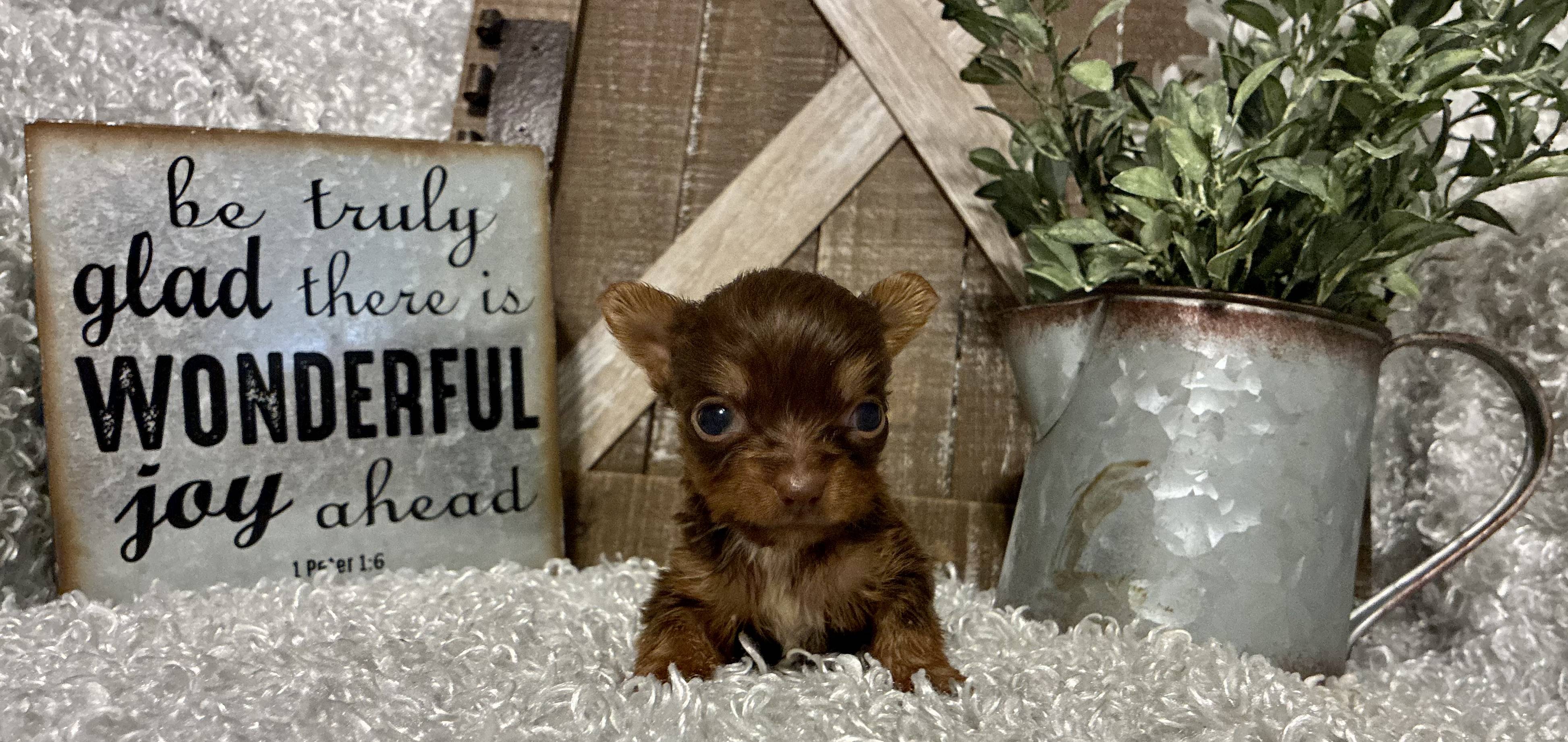 FEMALE CHOCOLATE PARTY YORKIE!!! - Image 6