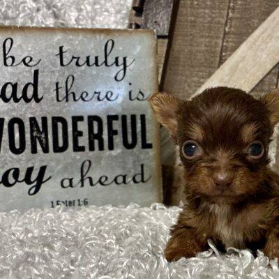 FEMALE CHOCOLATE PARTY YORKIE!!!