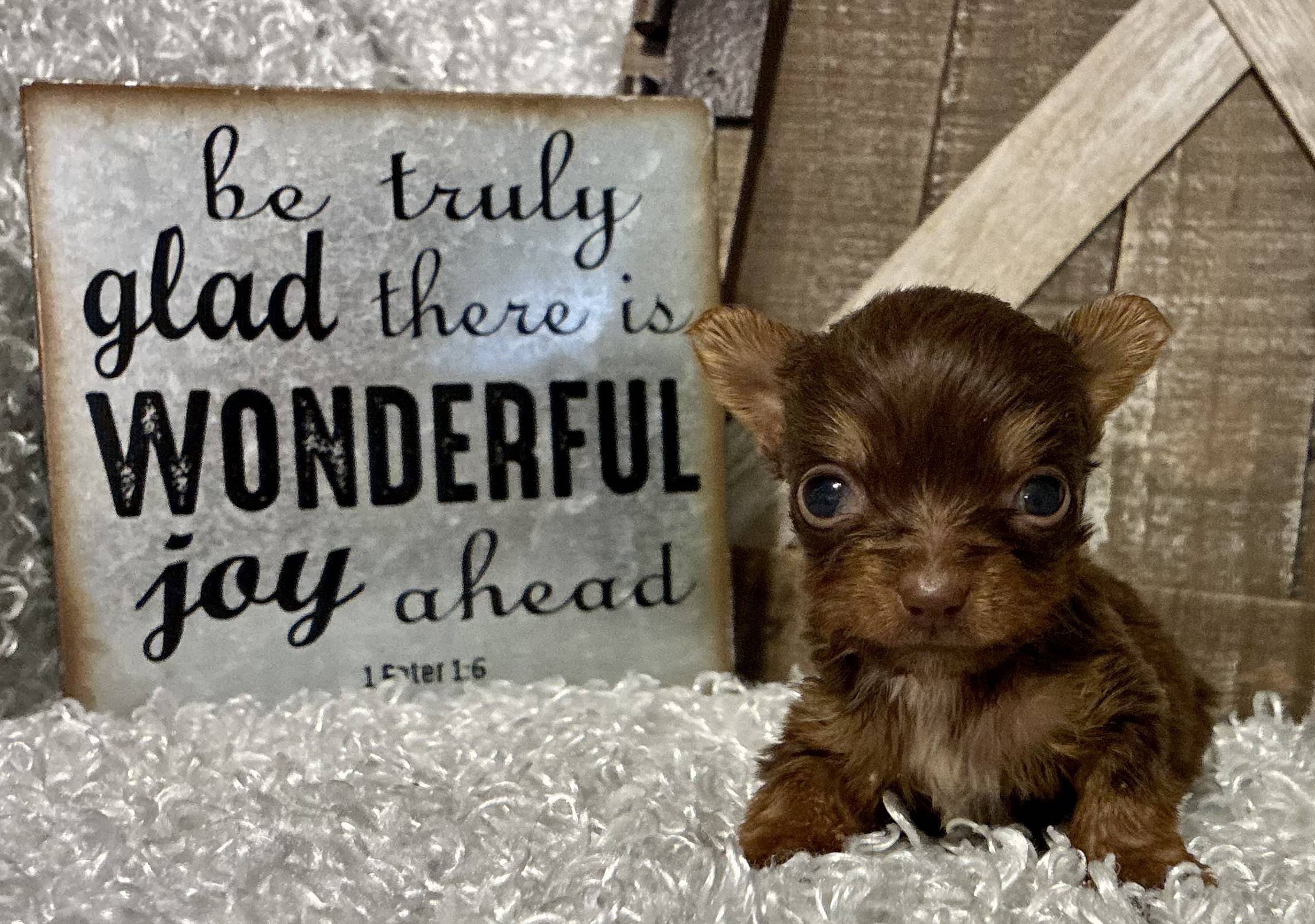FEMALE CHOCOLATE PARTY YORKIE!!!