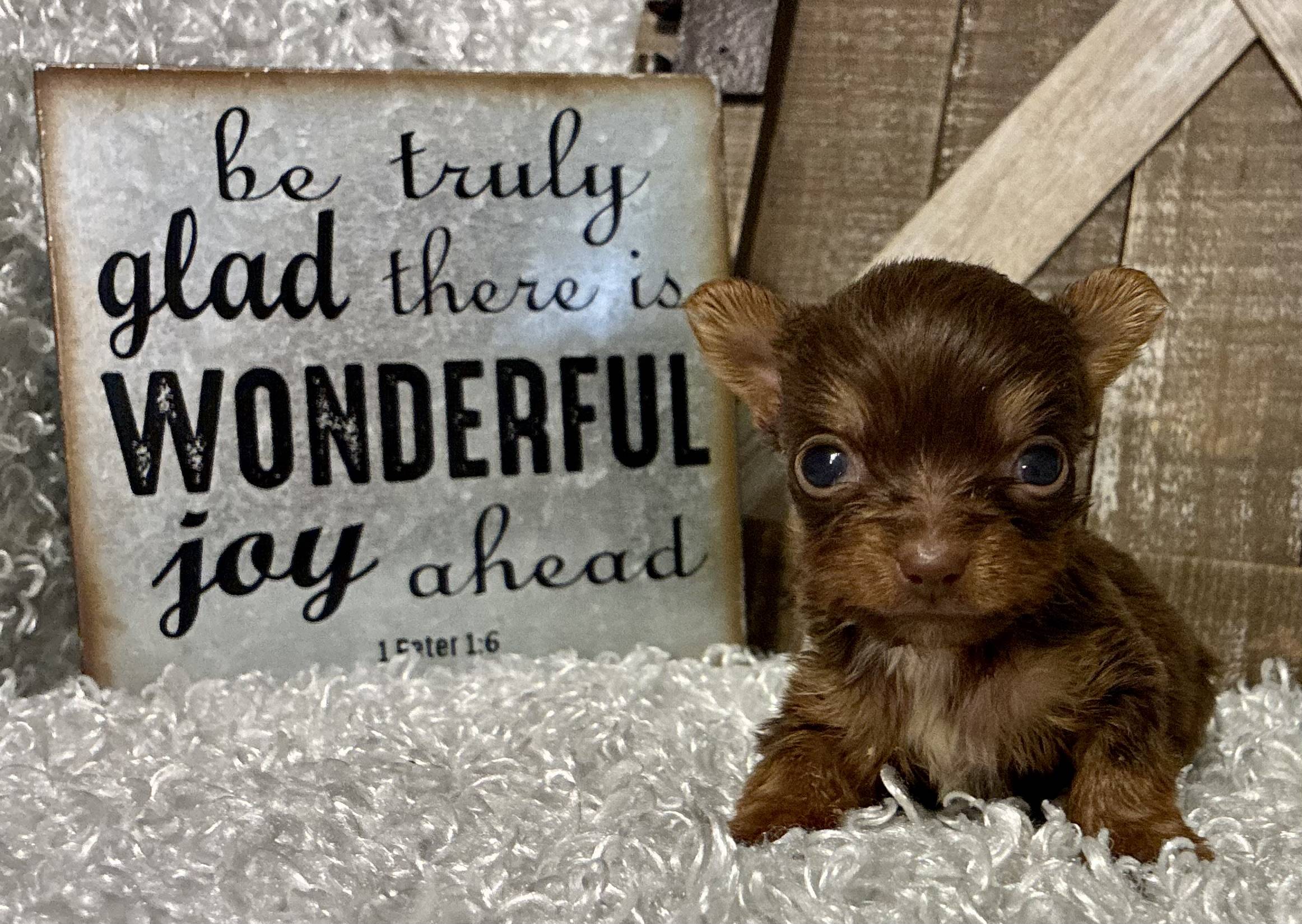 FEMALE CHOCOLATE PARTY YORKIE!!! - Image 7