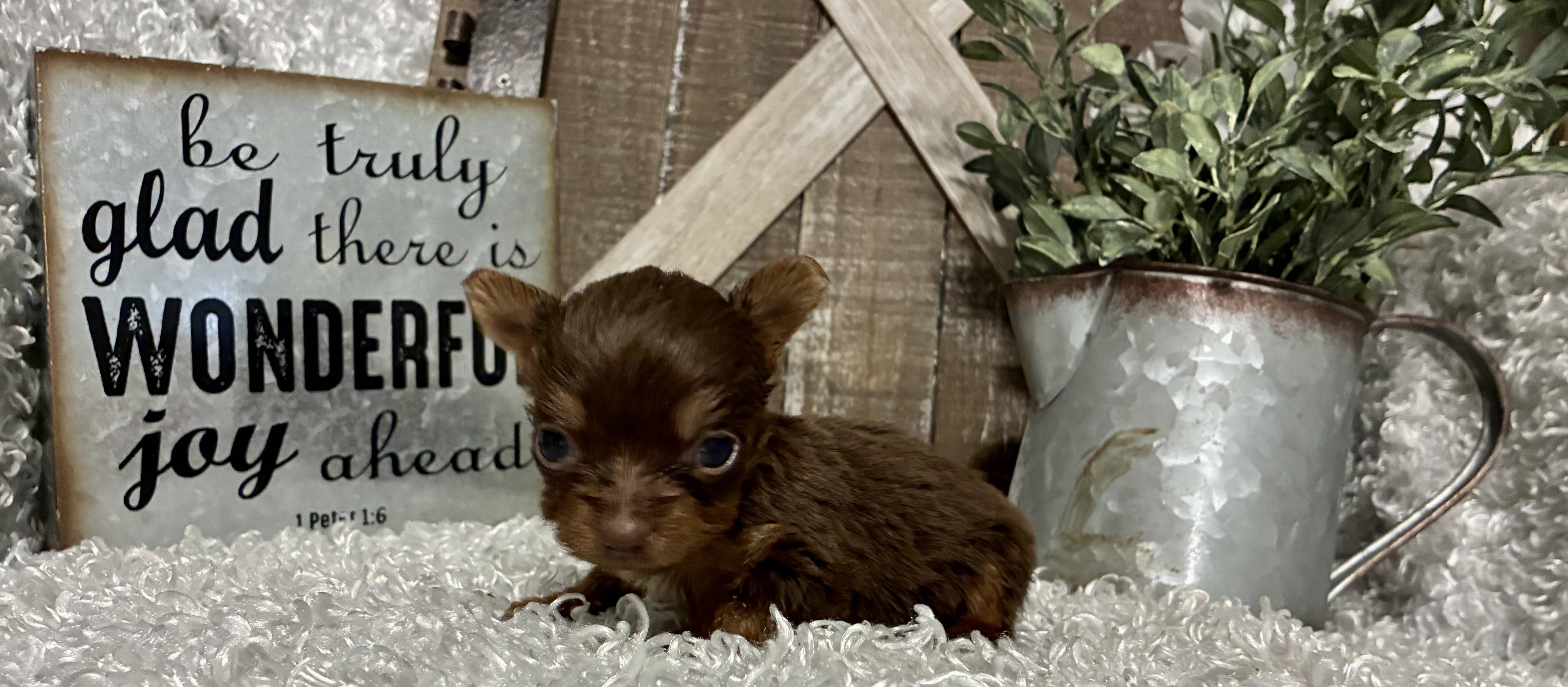 FEMALE CHOCOLATE PARTY YORKIE!!! - Image 4