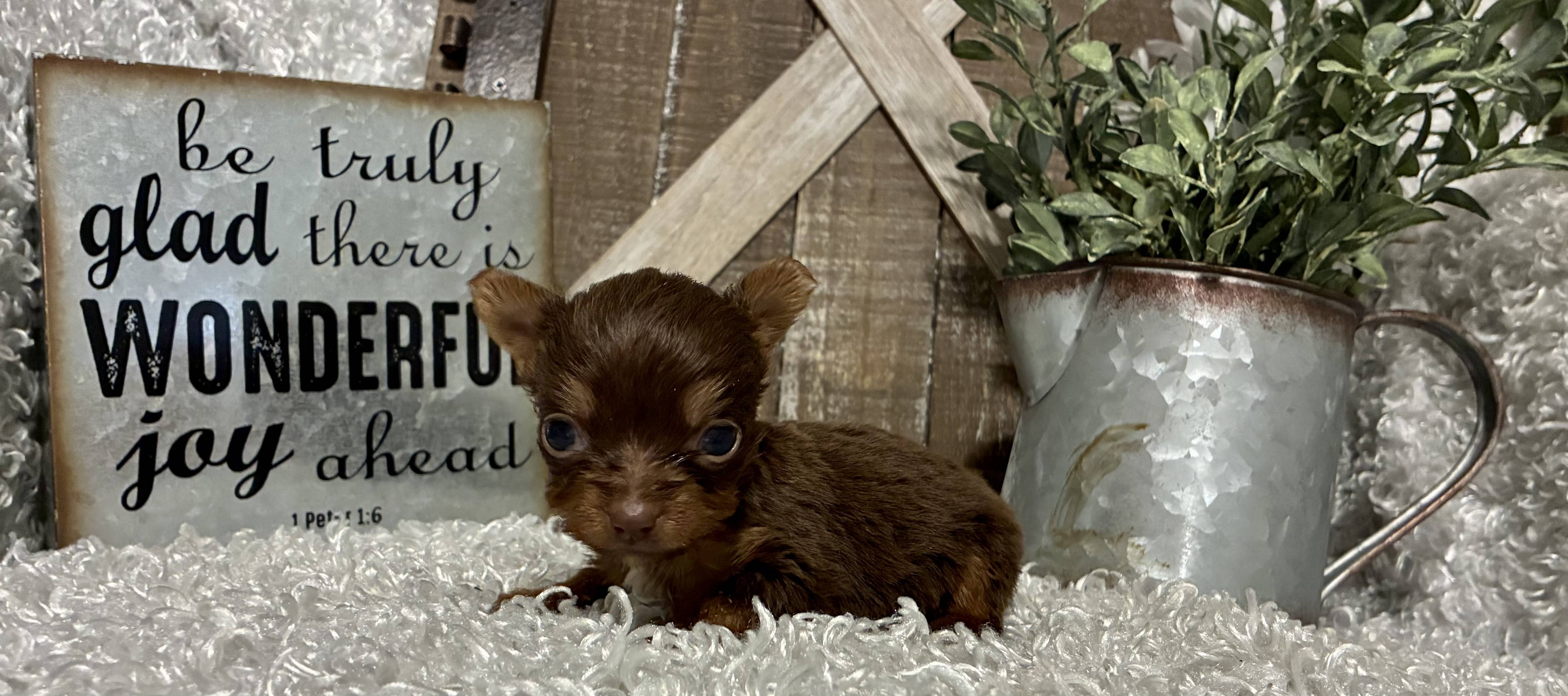 FEMALE CHOCOLATE PARTY YORKIE!!! - Image 8