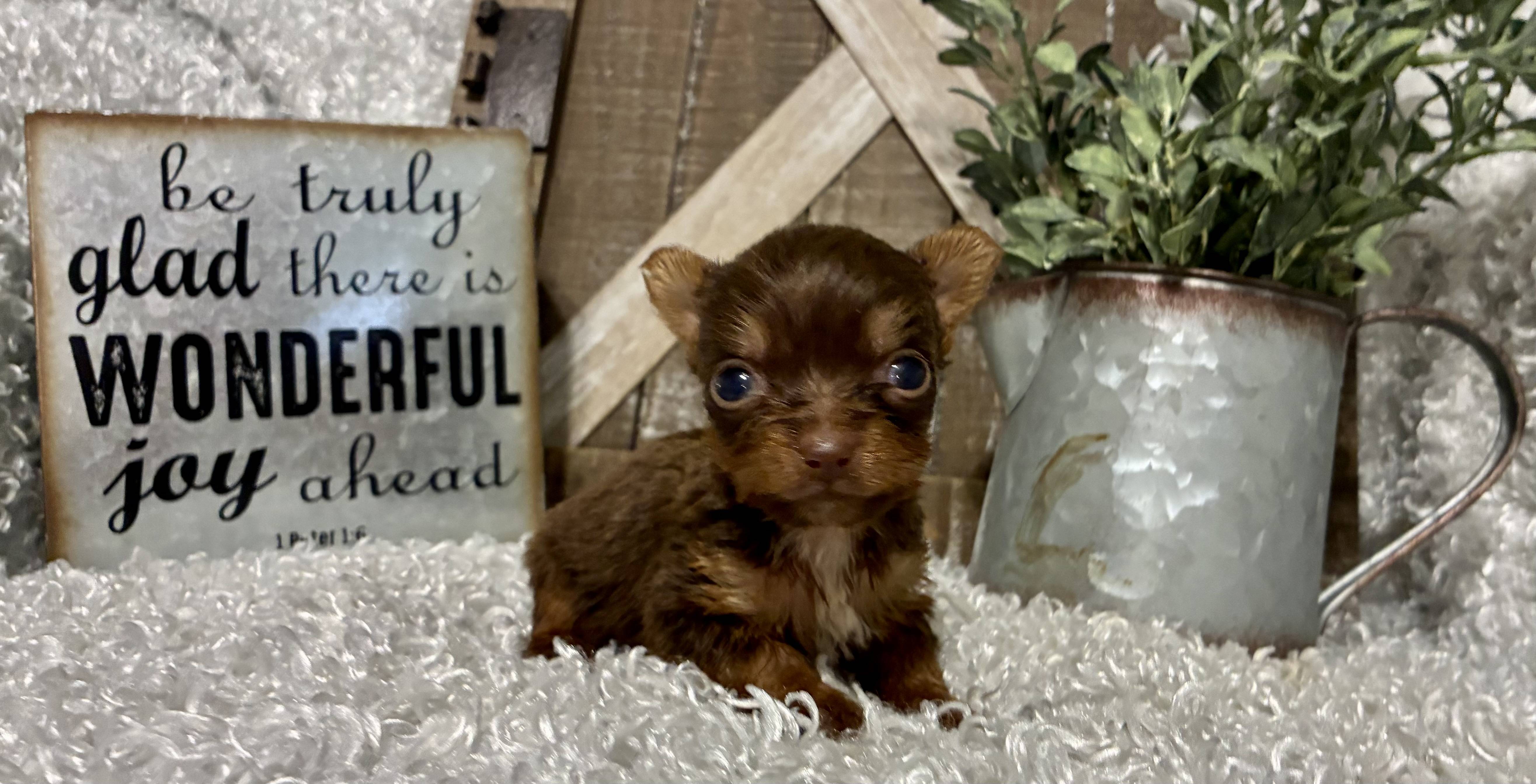 FEMALE CHOCOLATE PARTY YORKIE!!! - Image 5