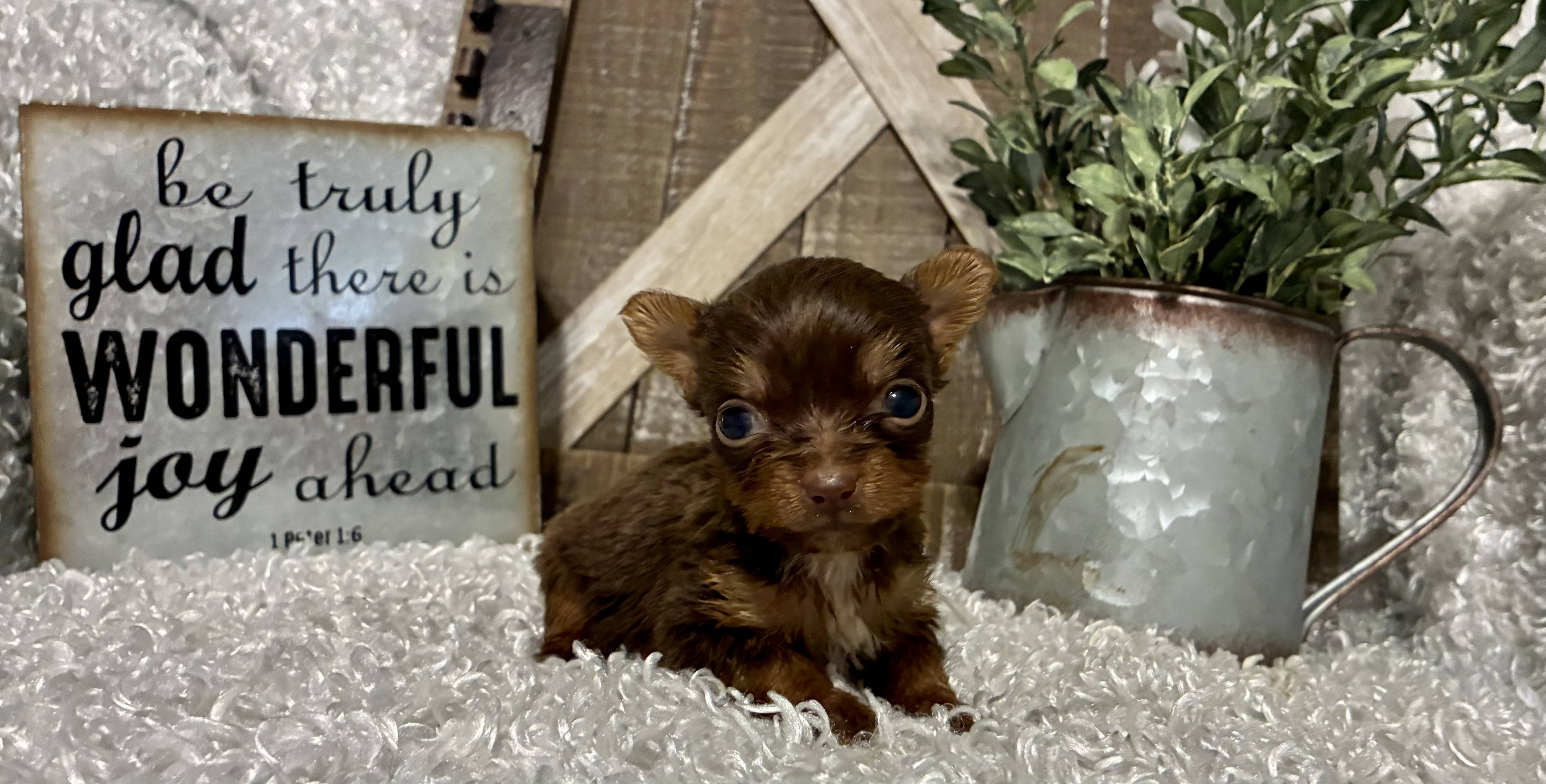 FEMALE CHOCOLATE PARTY YORKIE!!! - Image 9