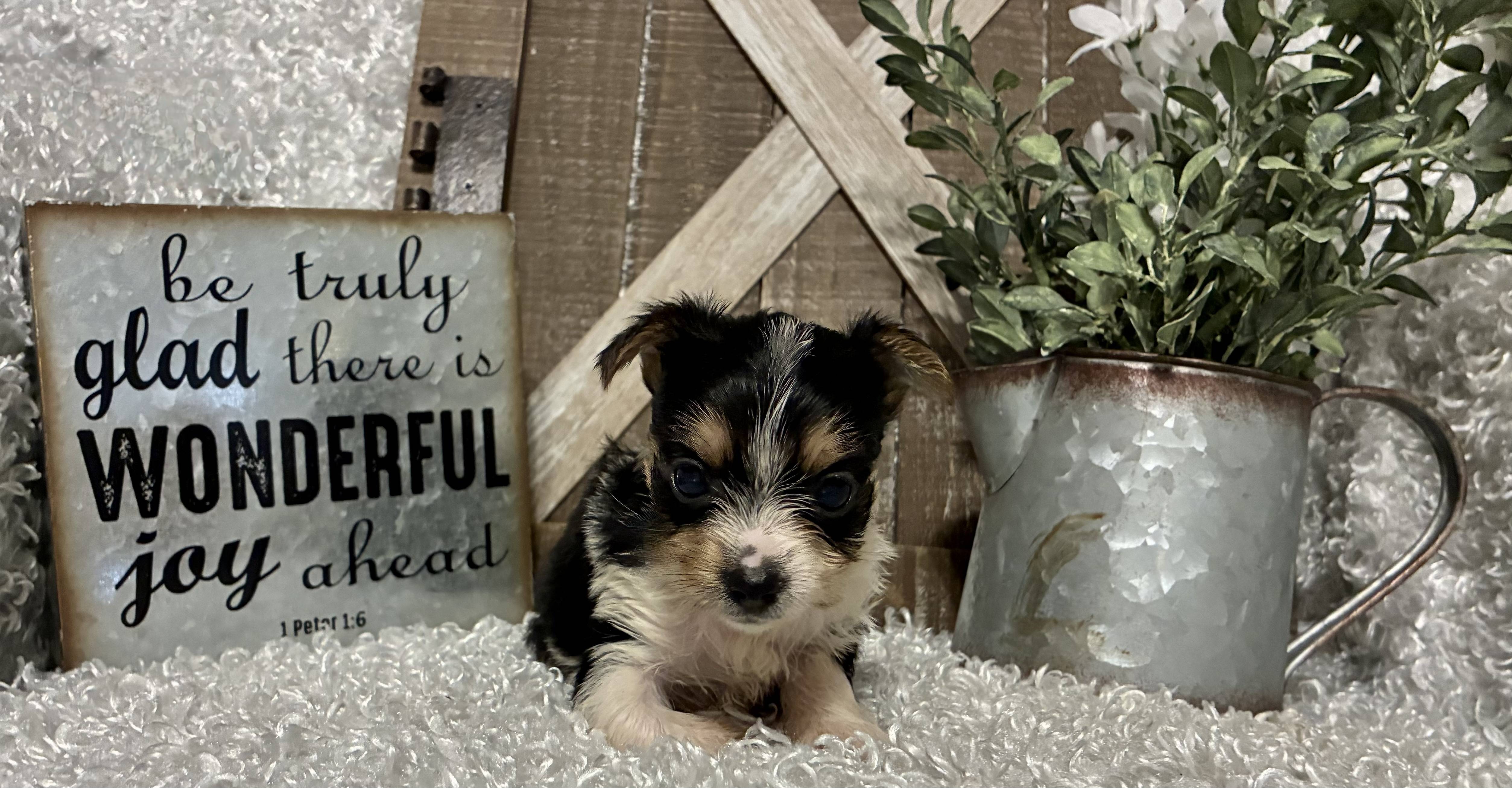 FEMALE PARTY YORKIE!!!