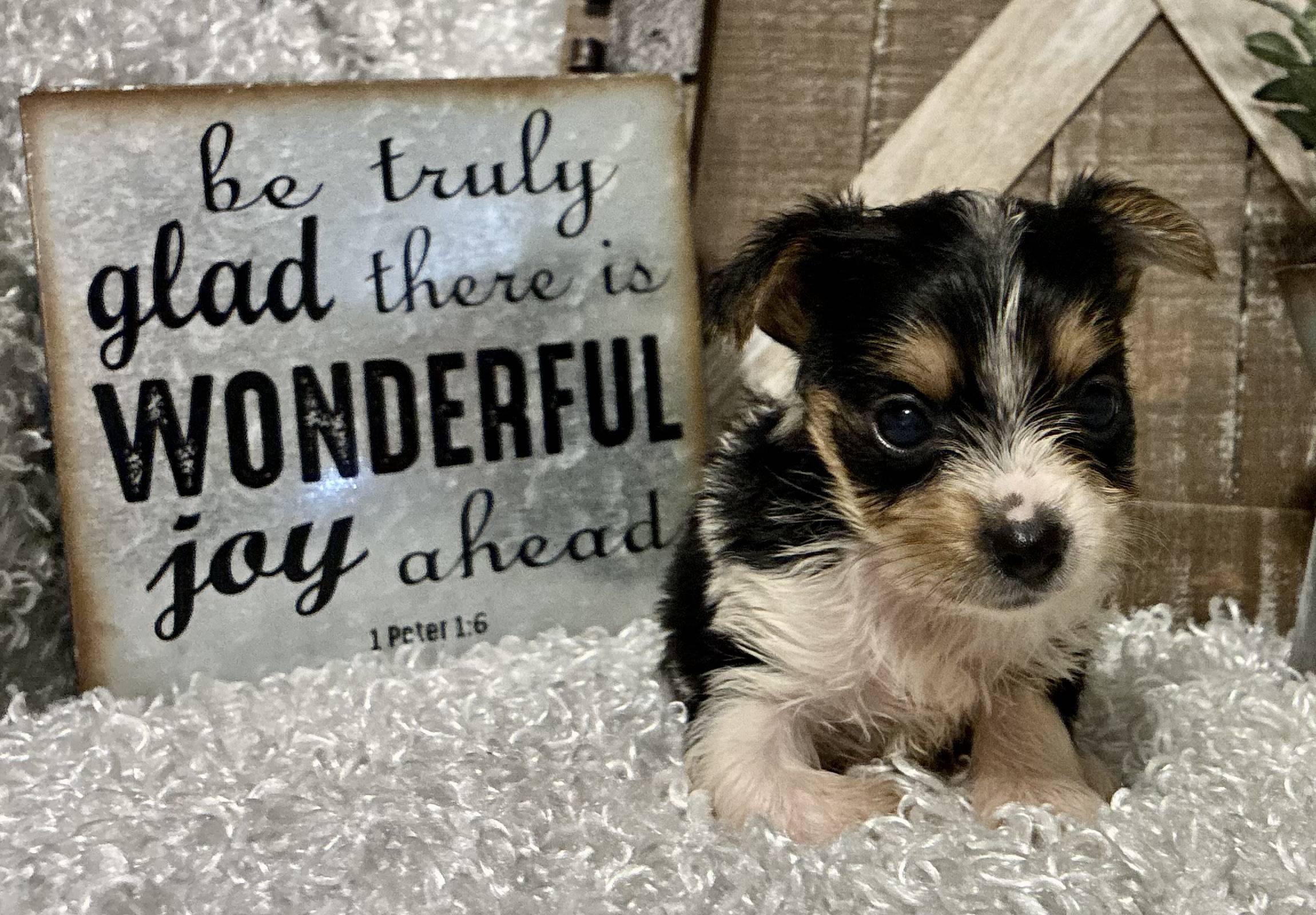 FEMALE PARTY YORKIE!!! - Image 2
