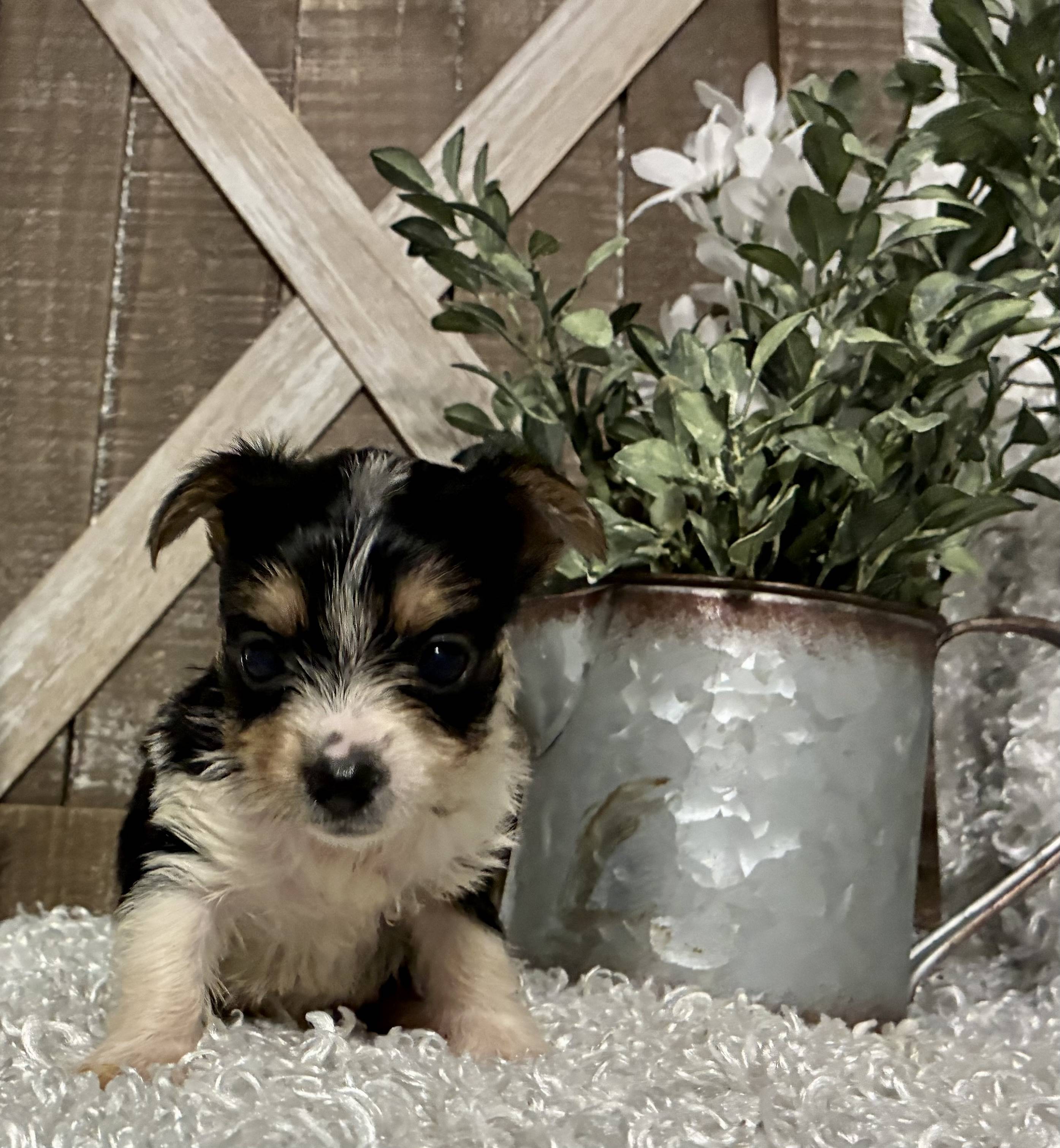 FEMALE PARTY YORKIE!!! - Image 3