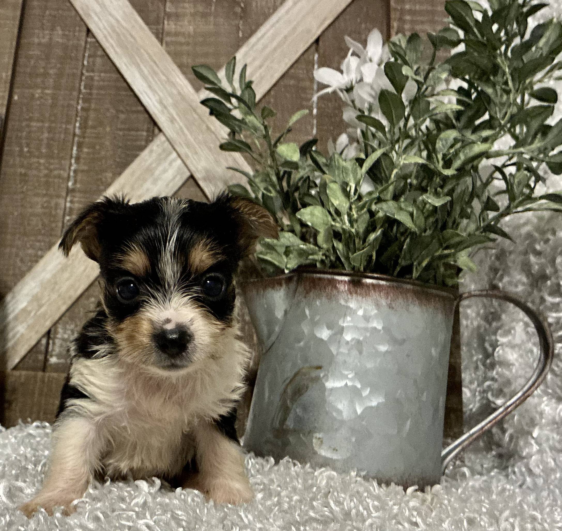FEMALE PARTY YORKIE!!! - Image 6