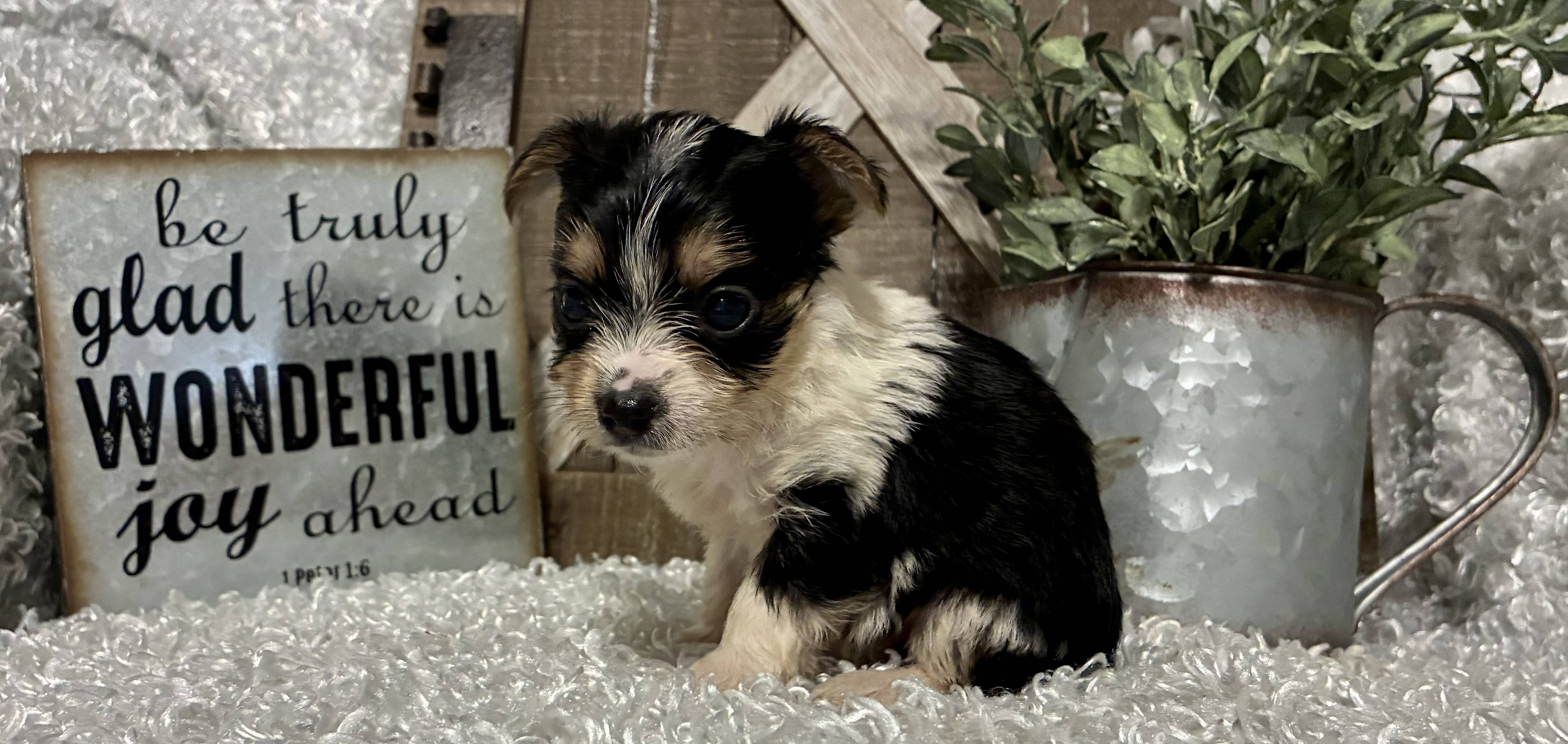 FEMALE PARTY YORKIE!!! - Image 4