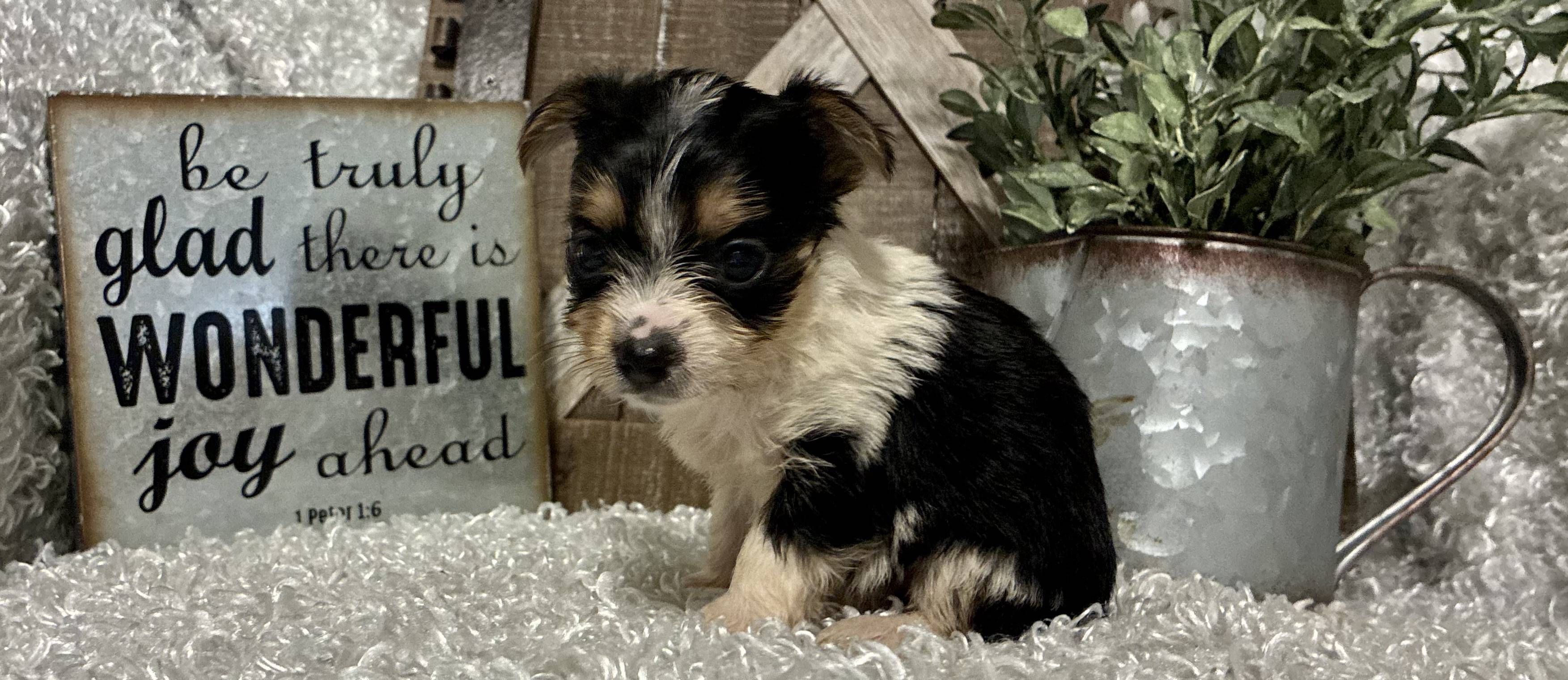 FEMALE PARTY YORKIE!!! - Image 7