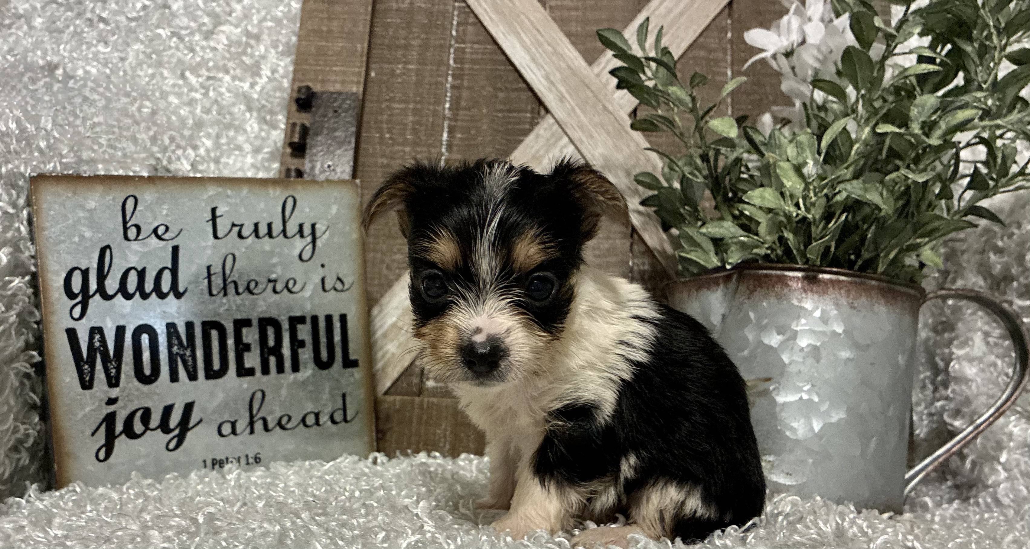 FEMALE PARTY YORKIE!!! - Image 9