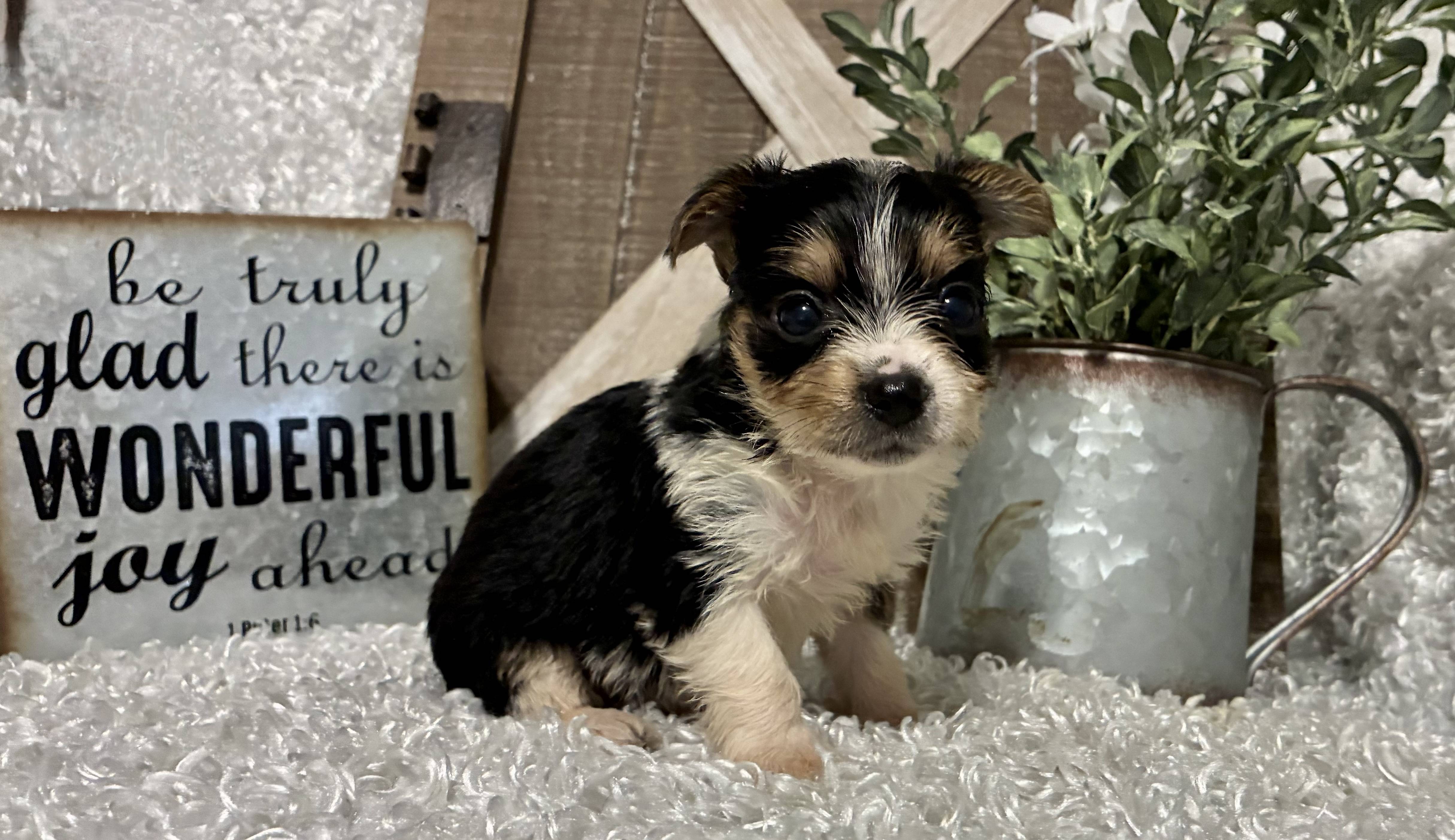 FEMALE PARTY YORKIE!!! - Image 5