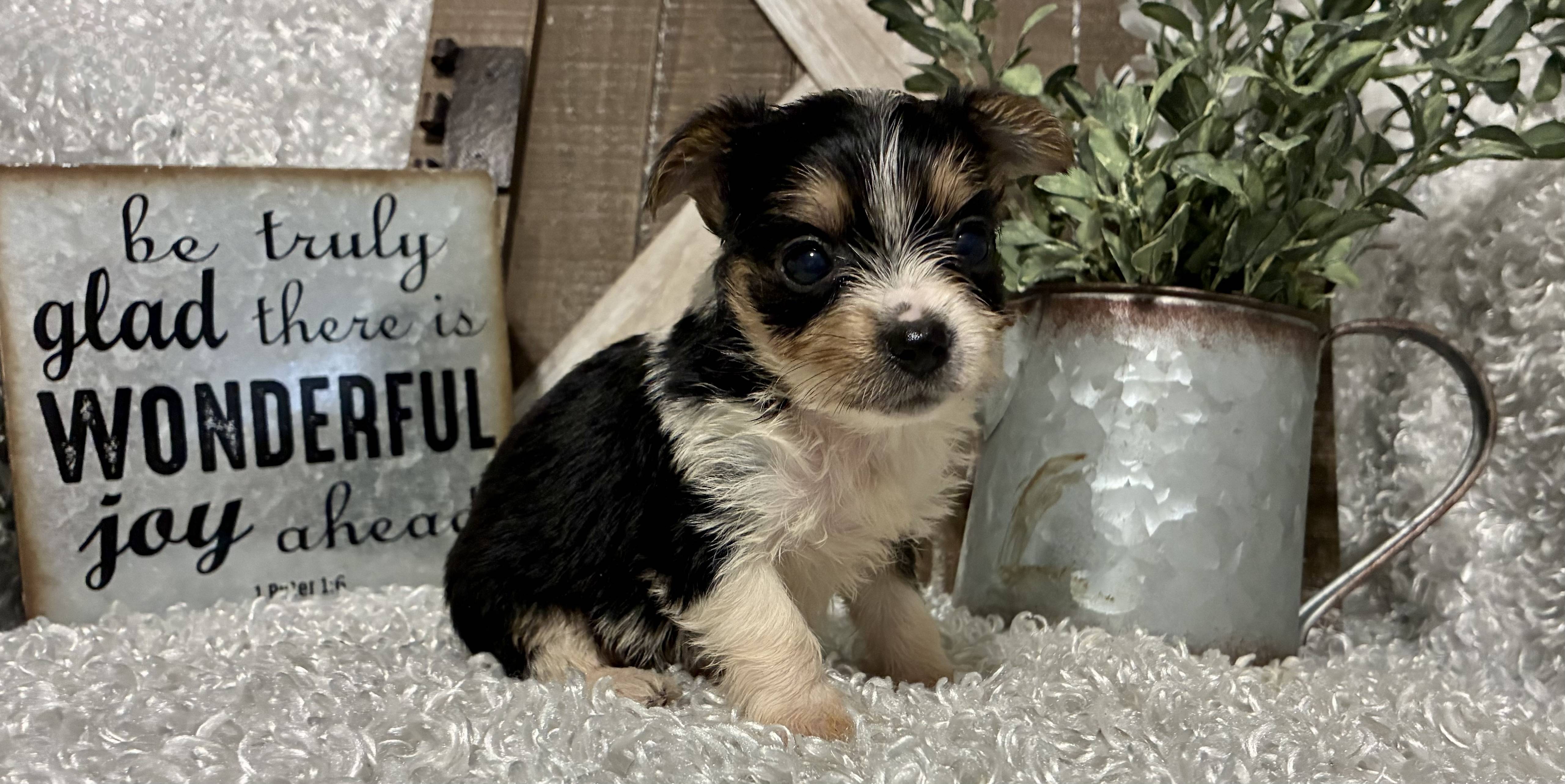 FEMALE PARTY YORKIE!!! - Image 8