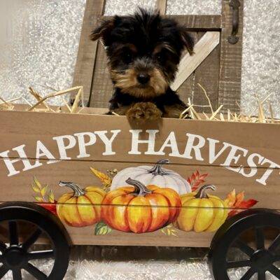 FEMALE YORKIE PUPPY!!!
