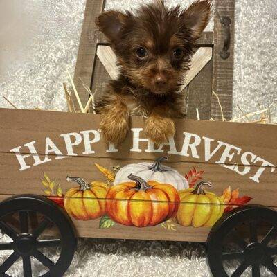 FEMALE CHOCOLATE PARTY YORKIE!