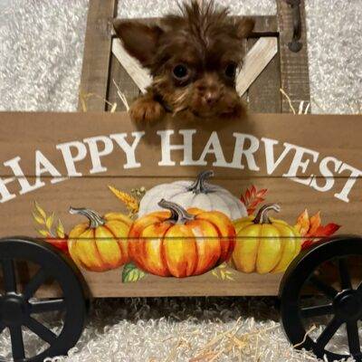 FEMALE CHOCOLATE PARTY YORKIE!!!