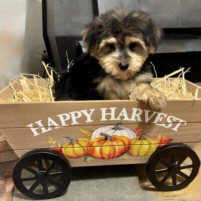 MALE MORKIE PUPPY!!!
