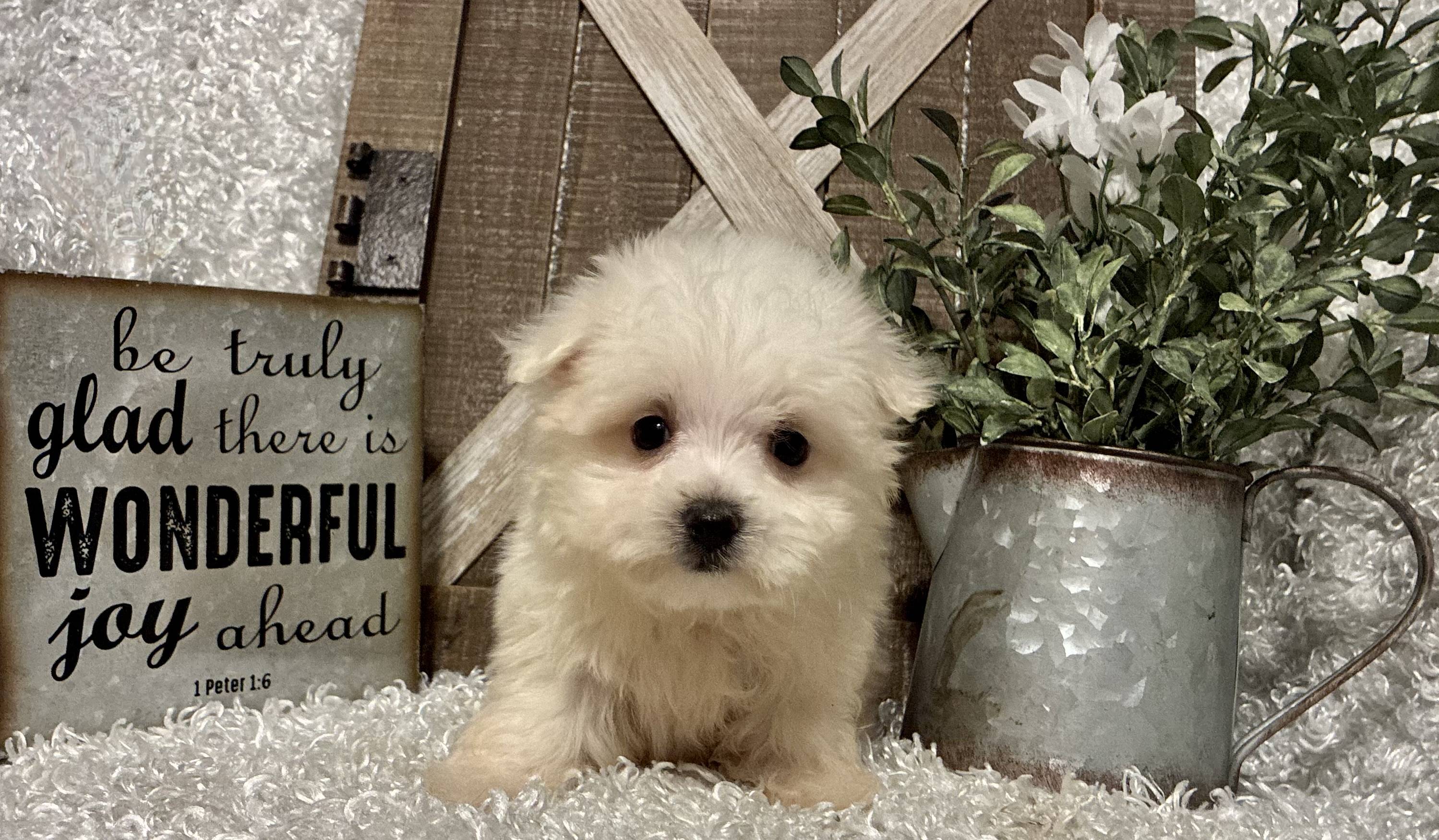 MALE MALTESE PUPPY!!! - Image 5