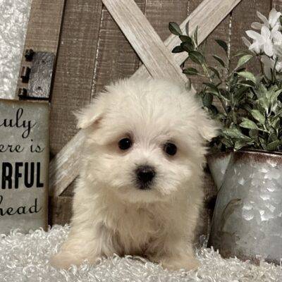 MALE MALTESE PUPPY!!!