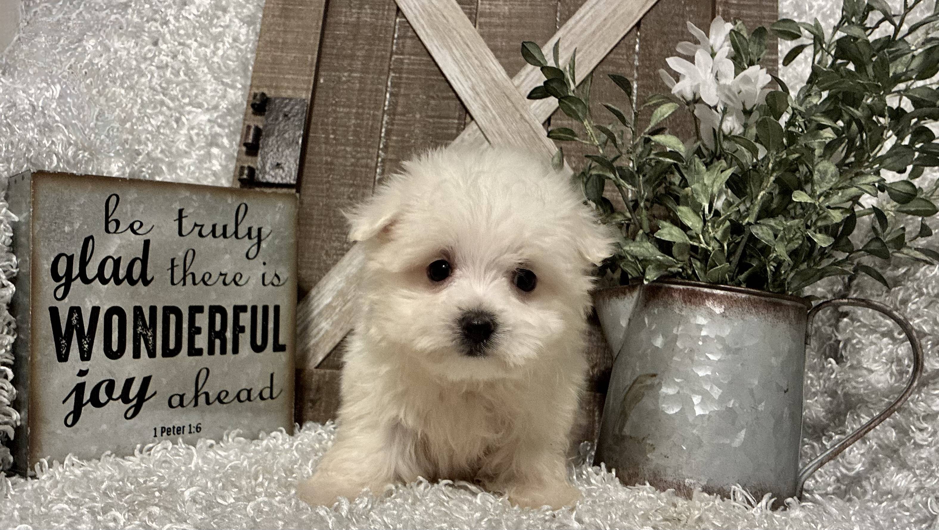MALE MALTESE PUPPY!!!
