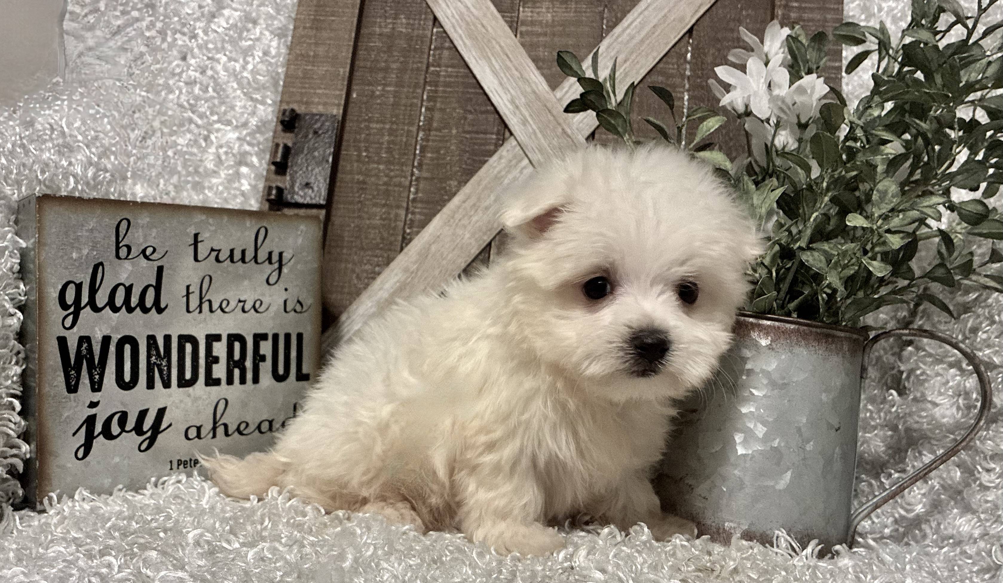 MALE MALTESE PUPPY!!! - Image 2