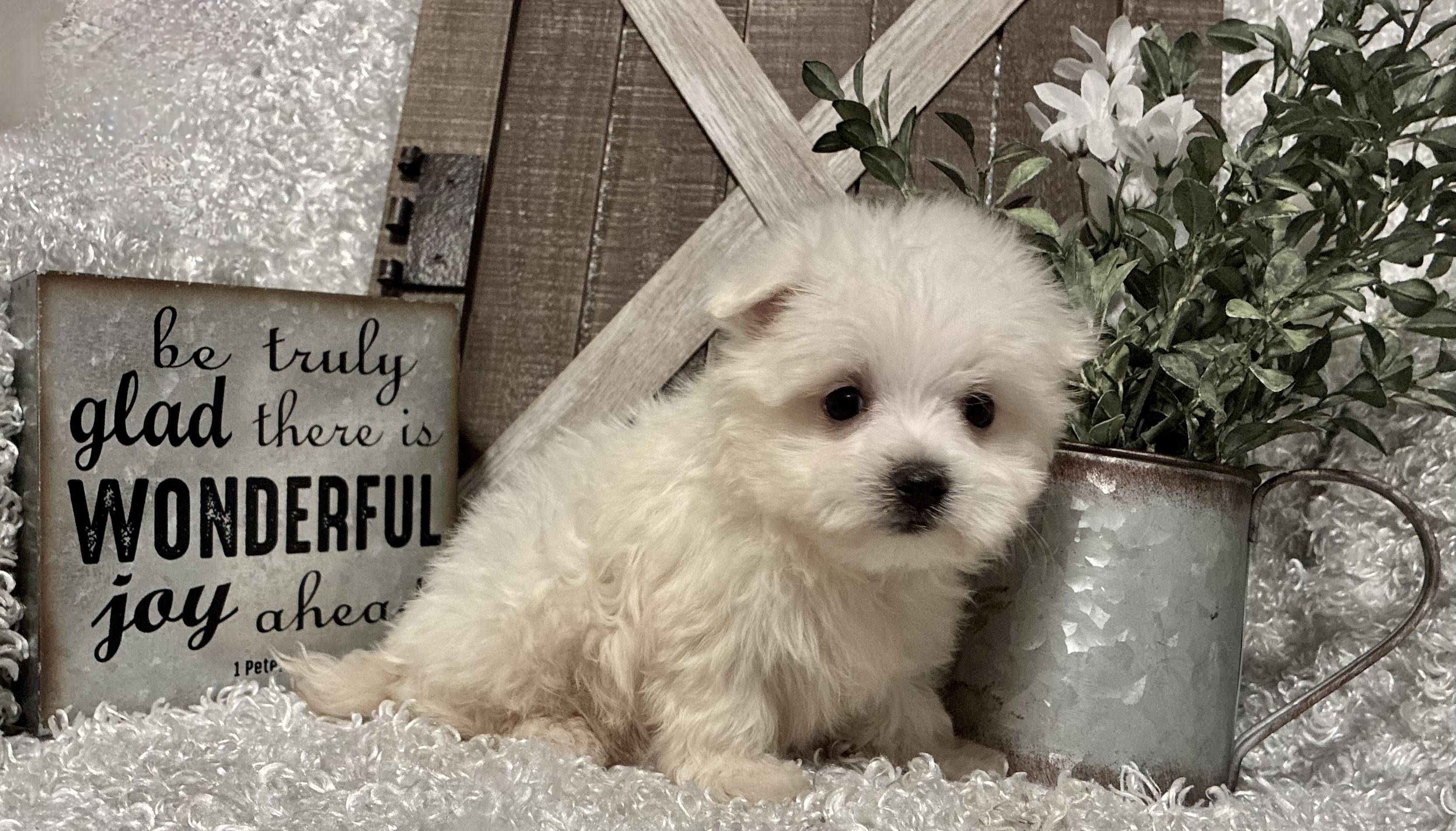 MALE MALTESE PUPPY!!! - Image 6