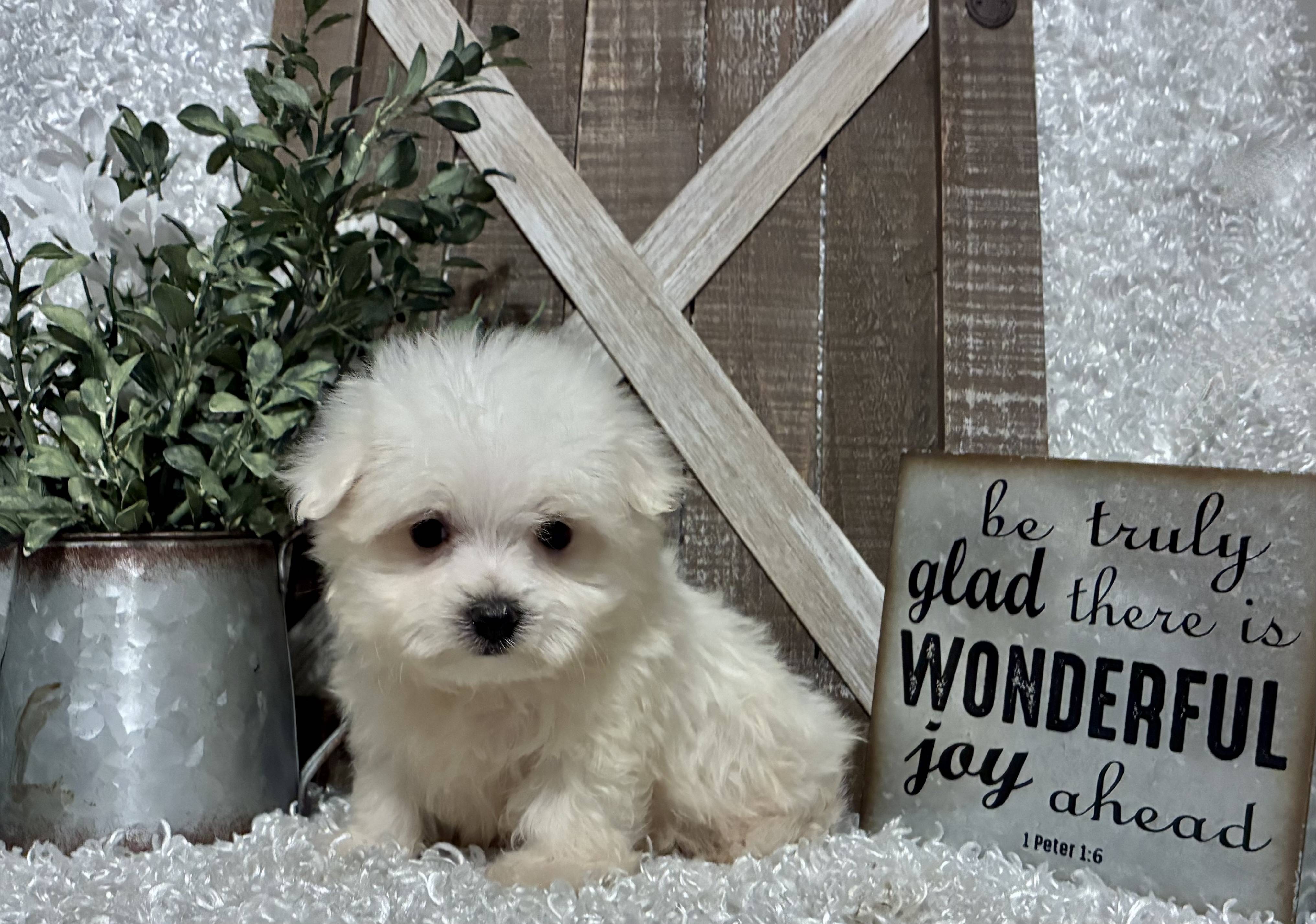 MALE MALTESE PUPPY!!! - Image 3
