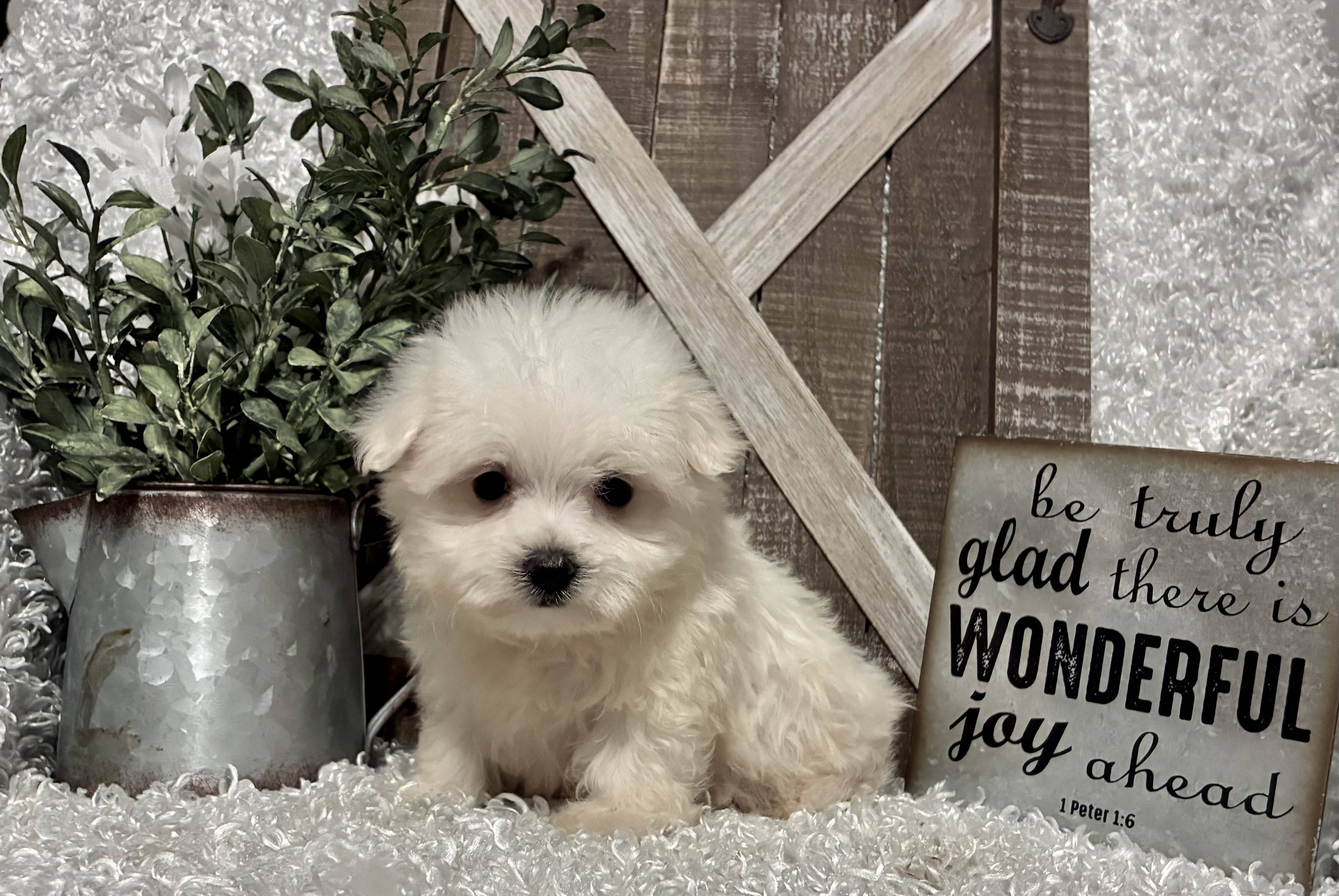 MALE MALTESE PUPPY!!! - Image 7