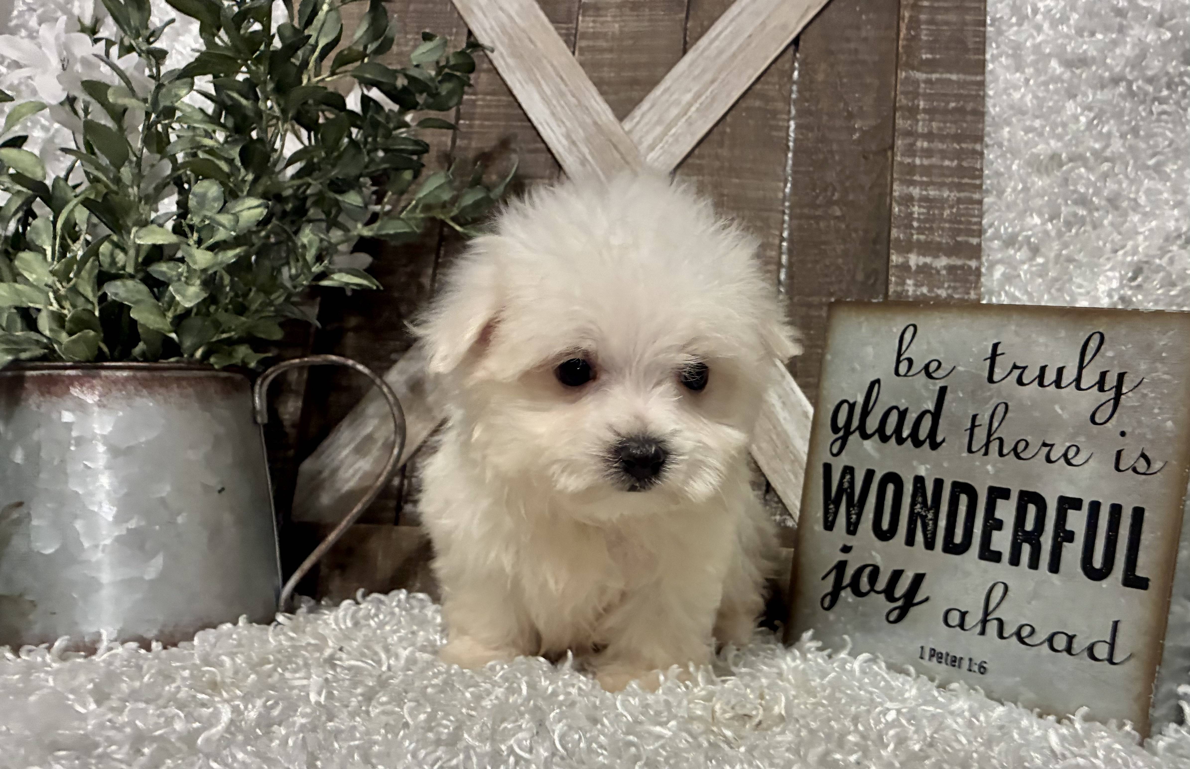 MALE MALTESE PUPPY!!! - Image 4
