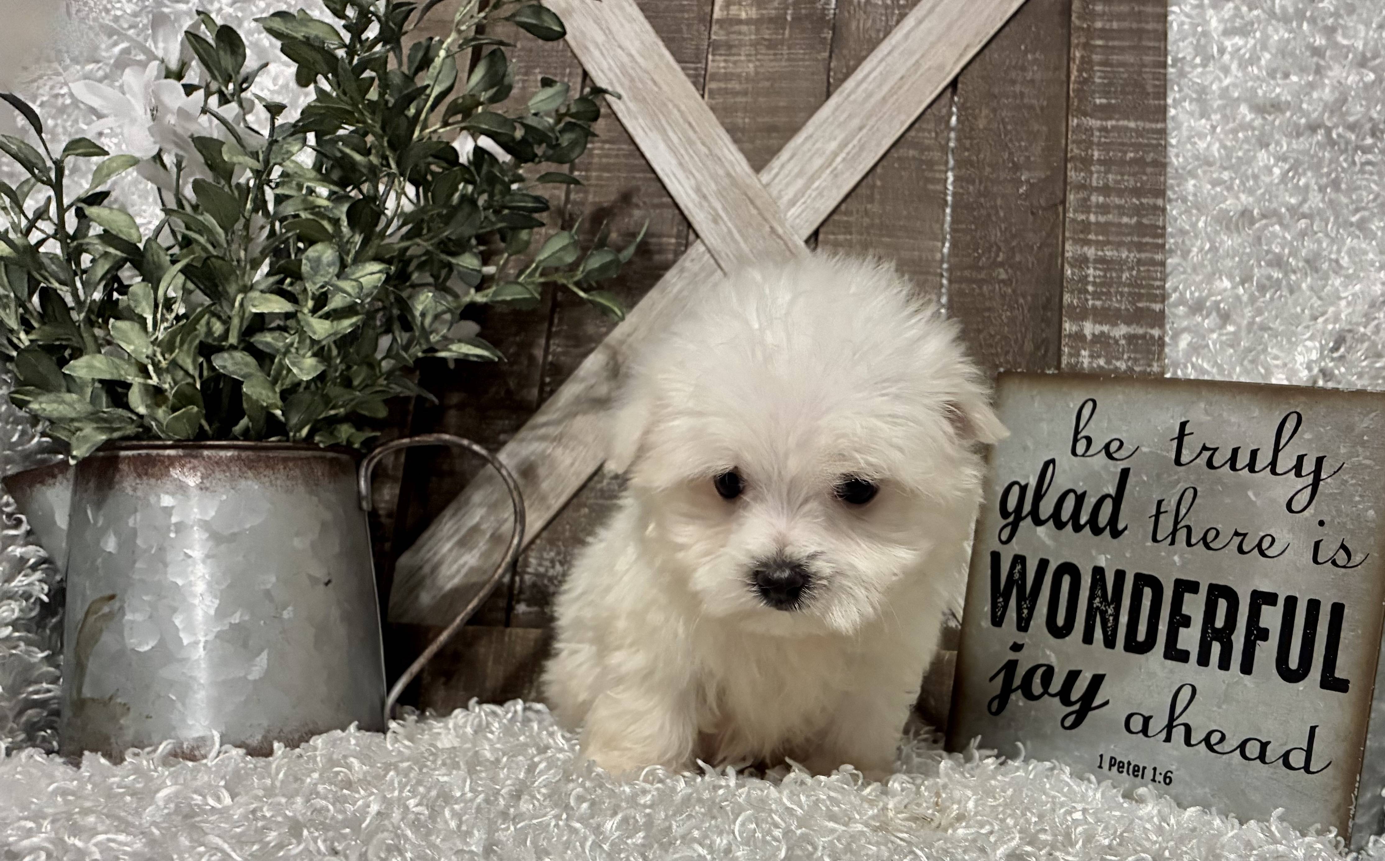 MALE MALTESE PUPPY!!! - Image 8