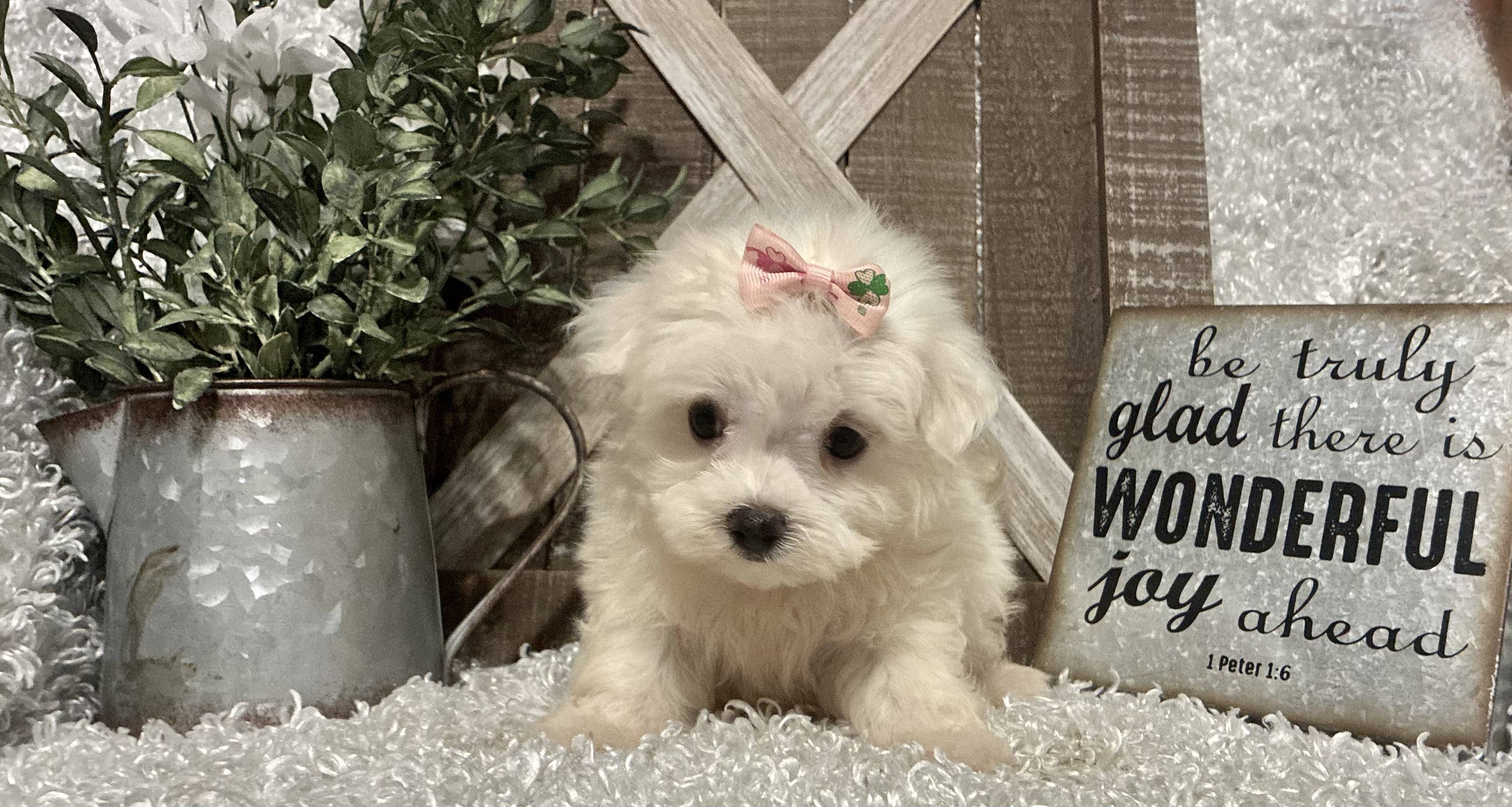 FEMALE MALTESE PUPPY!!! - Image 5