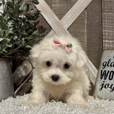FEMALE MALTESE PUPPY!!!