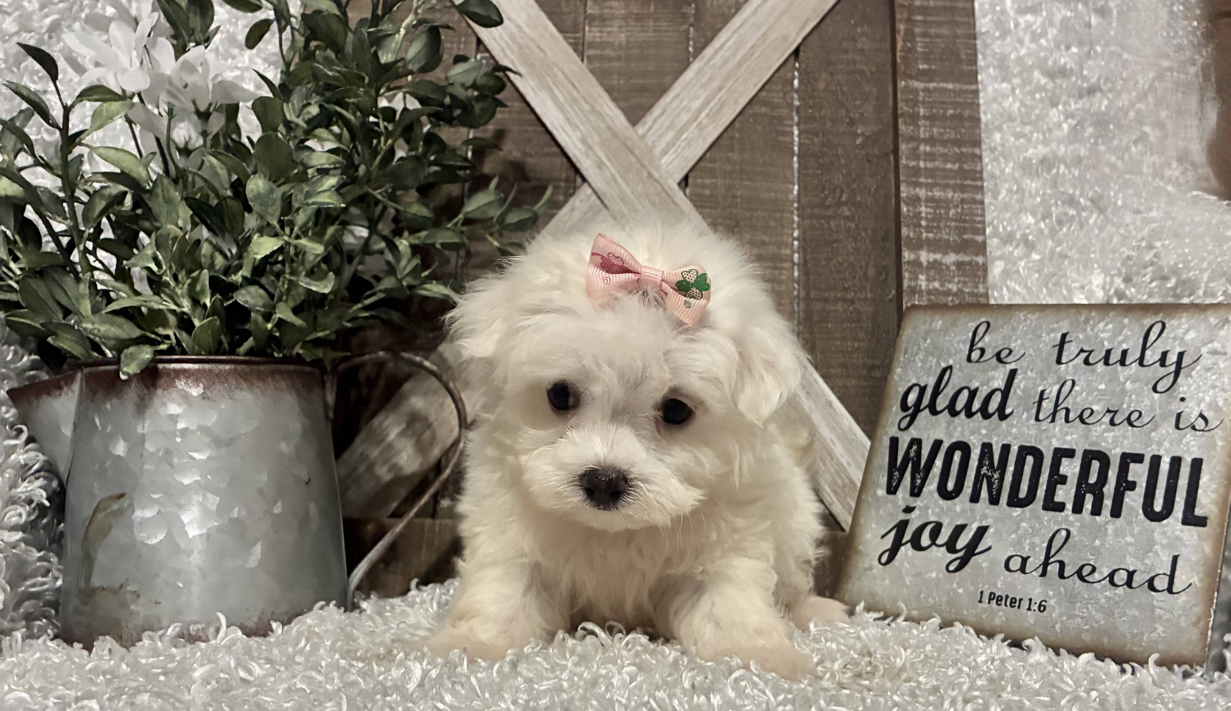 FEMALE MALTESE PUPPY!!!