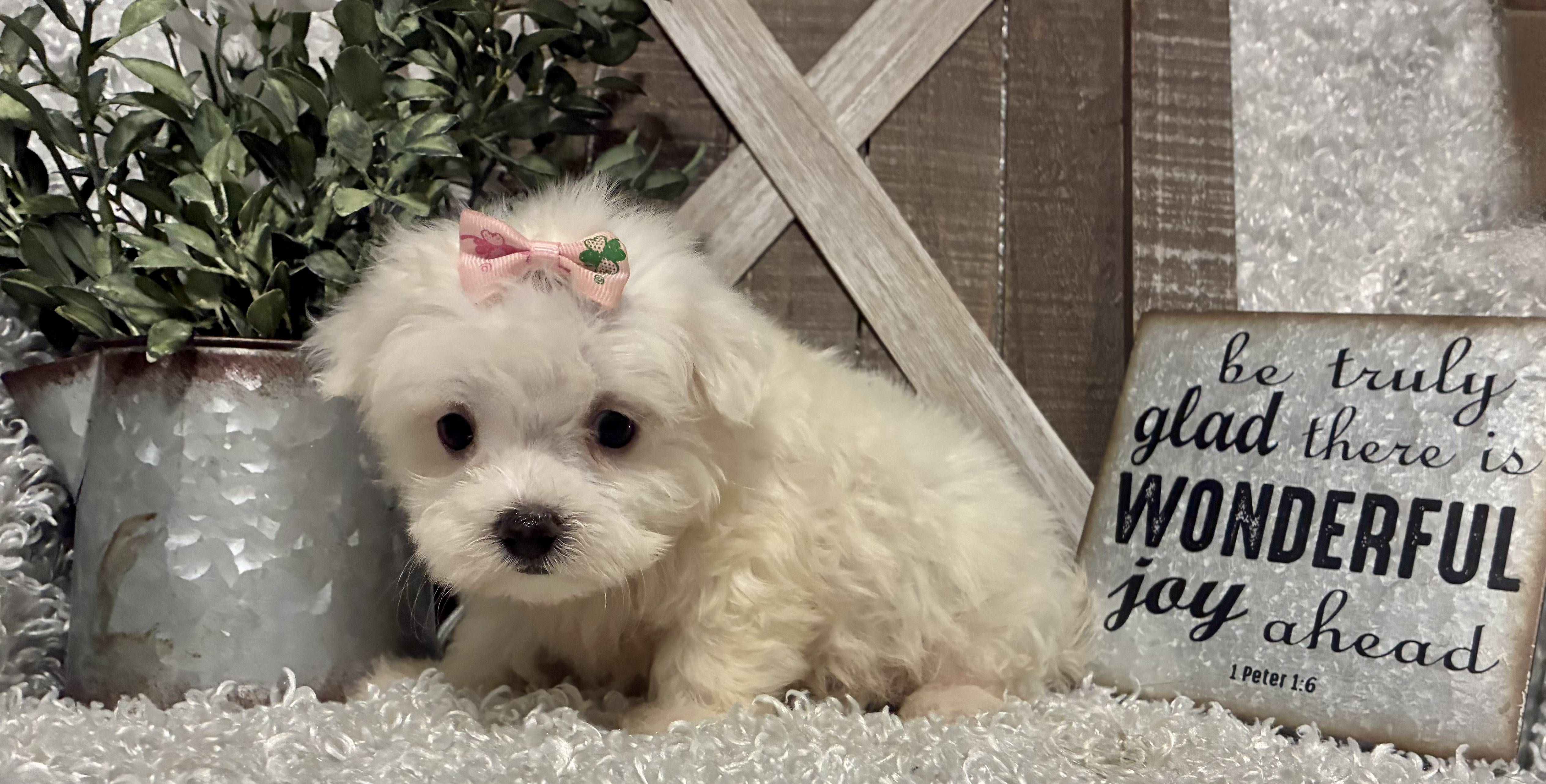 FEMALE MALTESE PUPPY!!! - Image 2