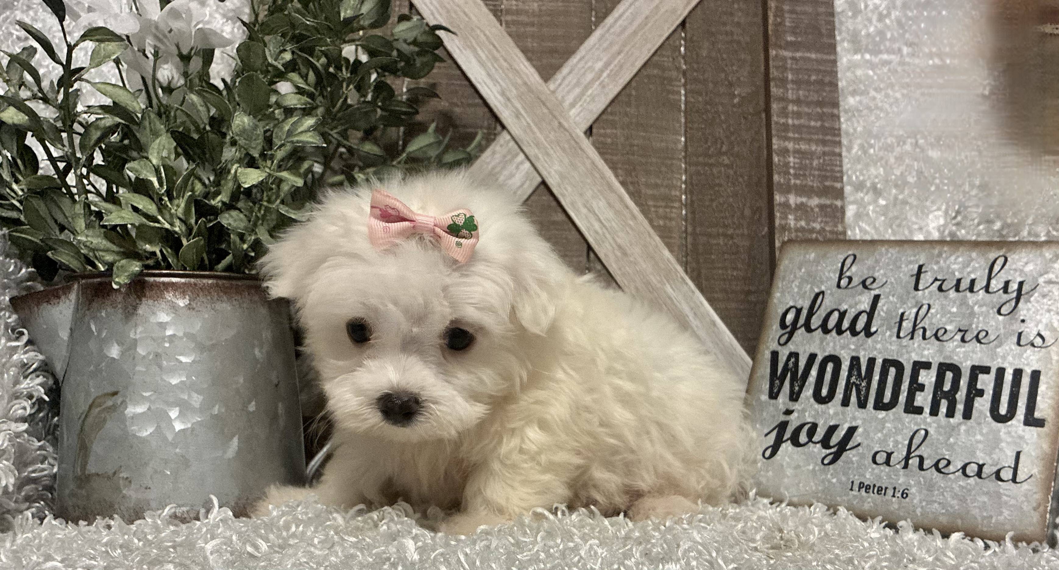 FEMALE MALTESE PUPPY!!! - Image 6