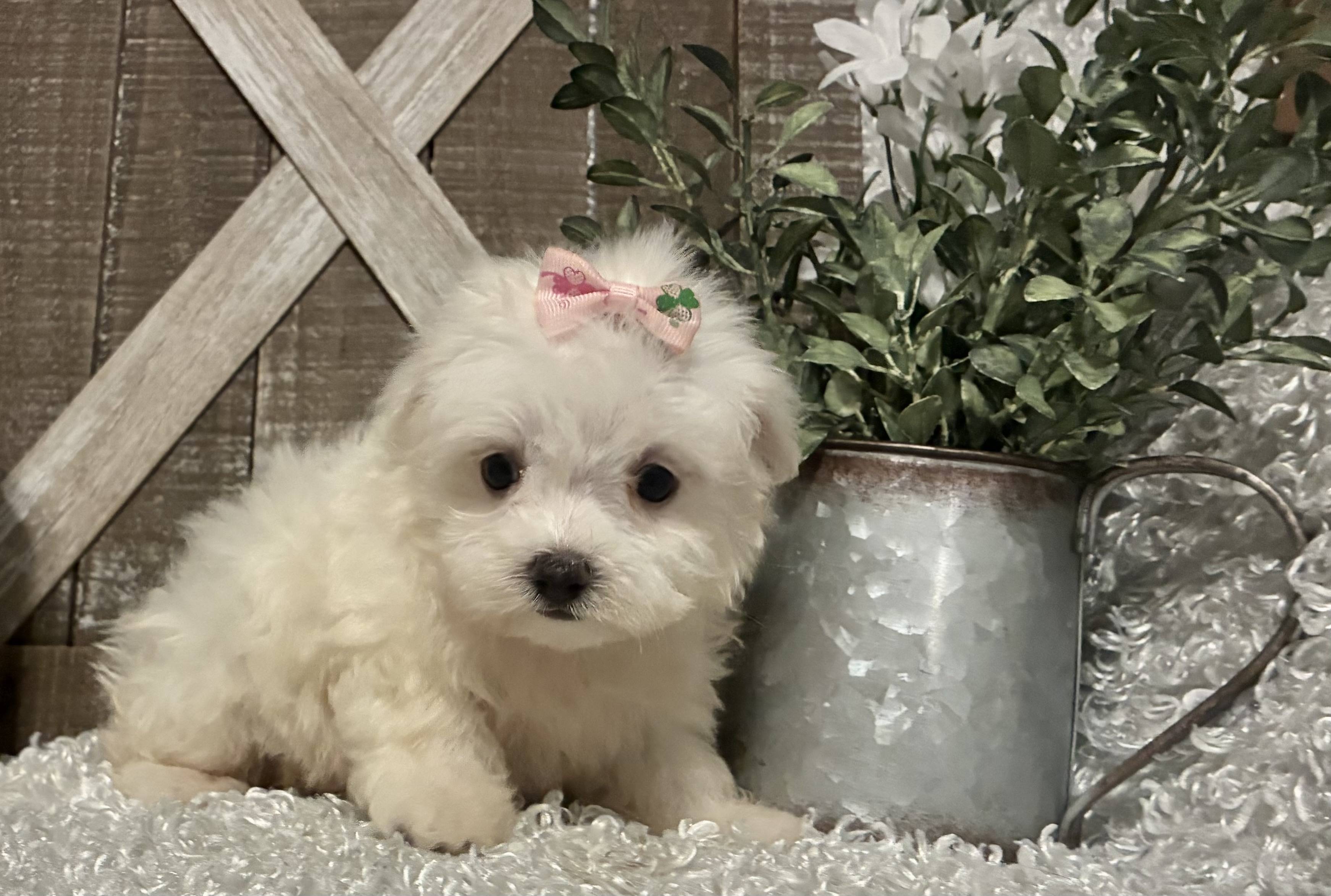 FEMALE MALTESE PUPPY!!! - Image 3