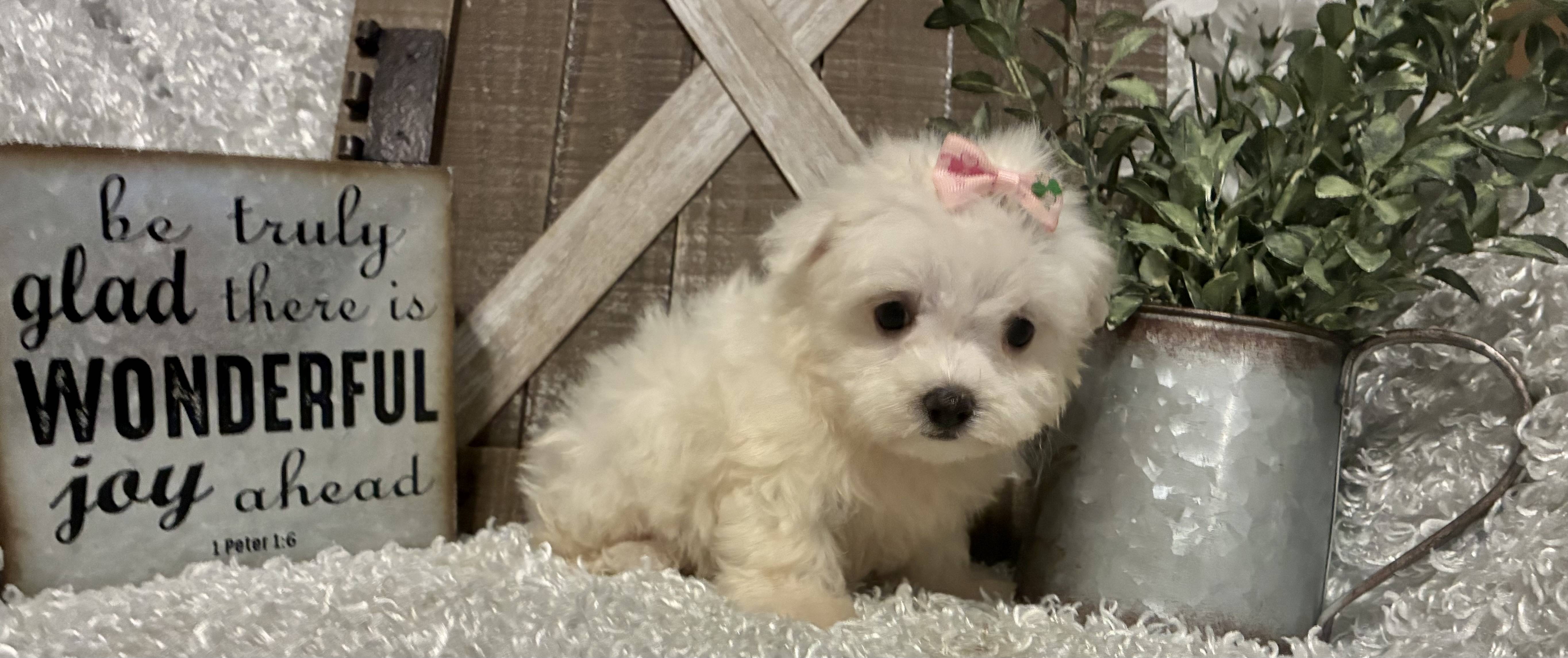 FEMALE MALTESE PUPPY!!! - Image 7
