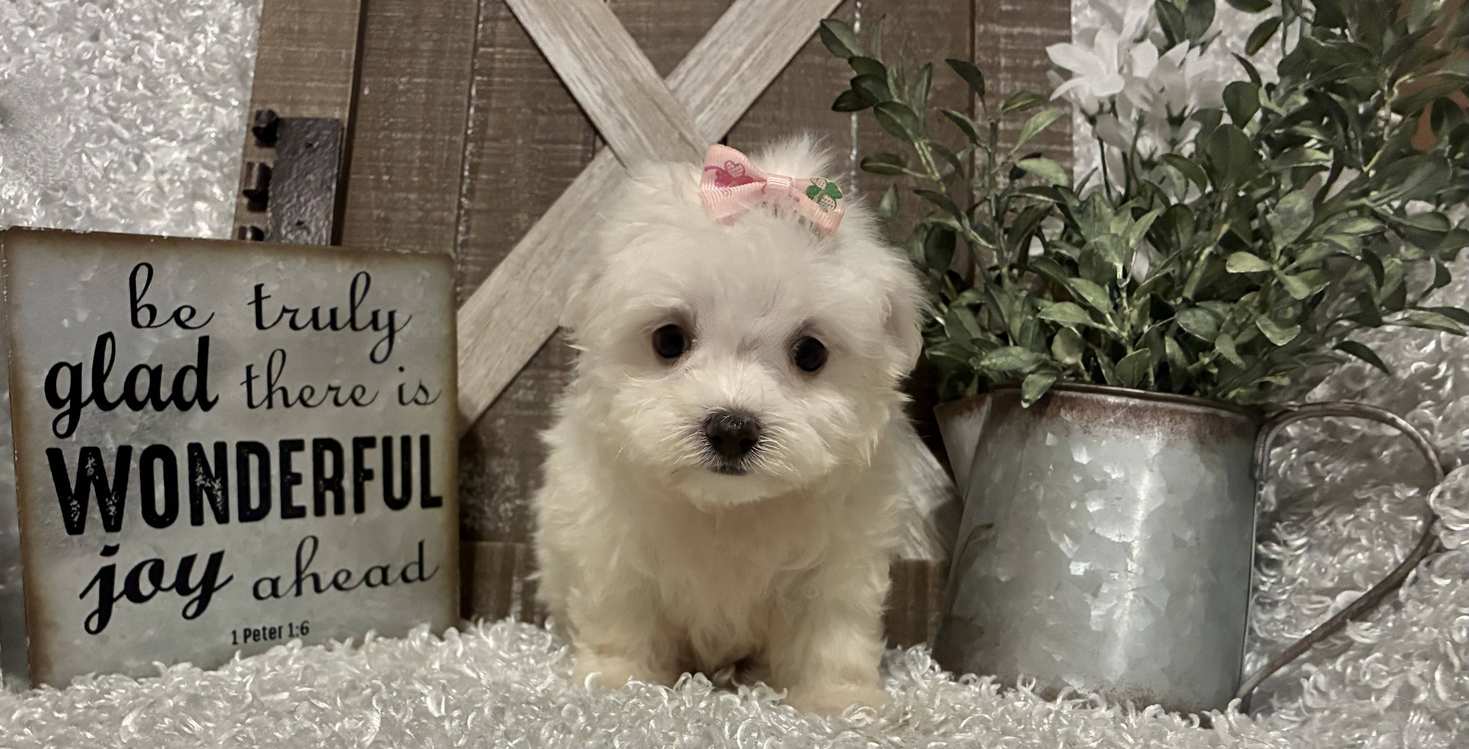 FEMALE MALTESE PUPPY!!! - Image 4