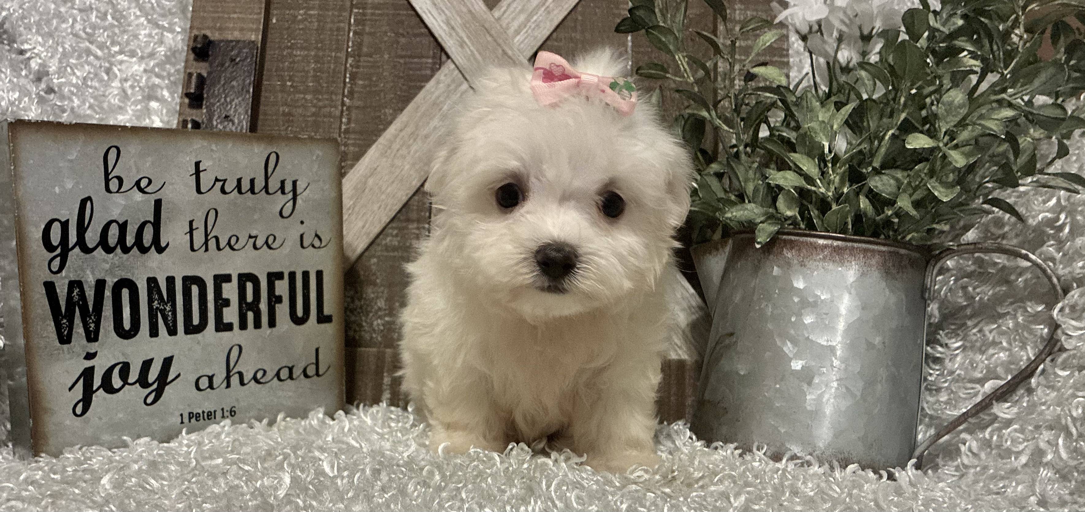 FEMALE MALTESE PUPPY!!! - Image 8