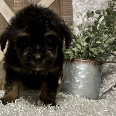 MALE YORKIE POO PUPPY!!!