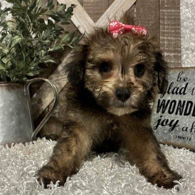 FEMALE YORKIE POO PUPPY!!!