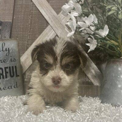 MALE PARTY YORKIE PUPPY!!!