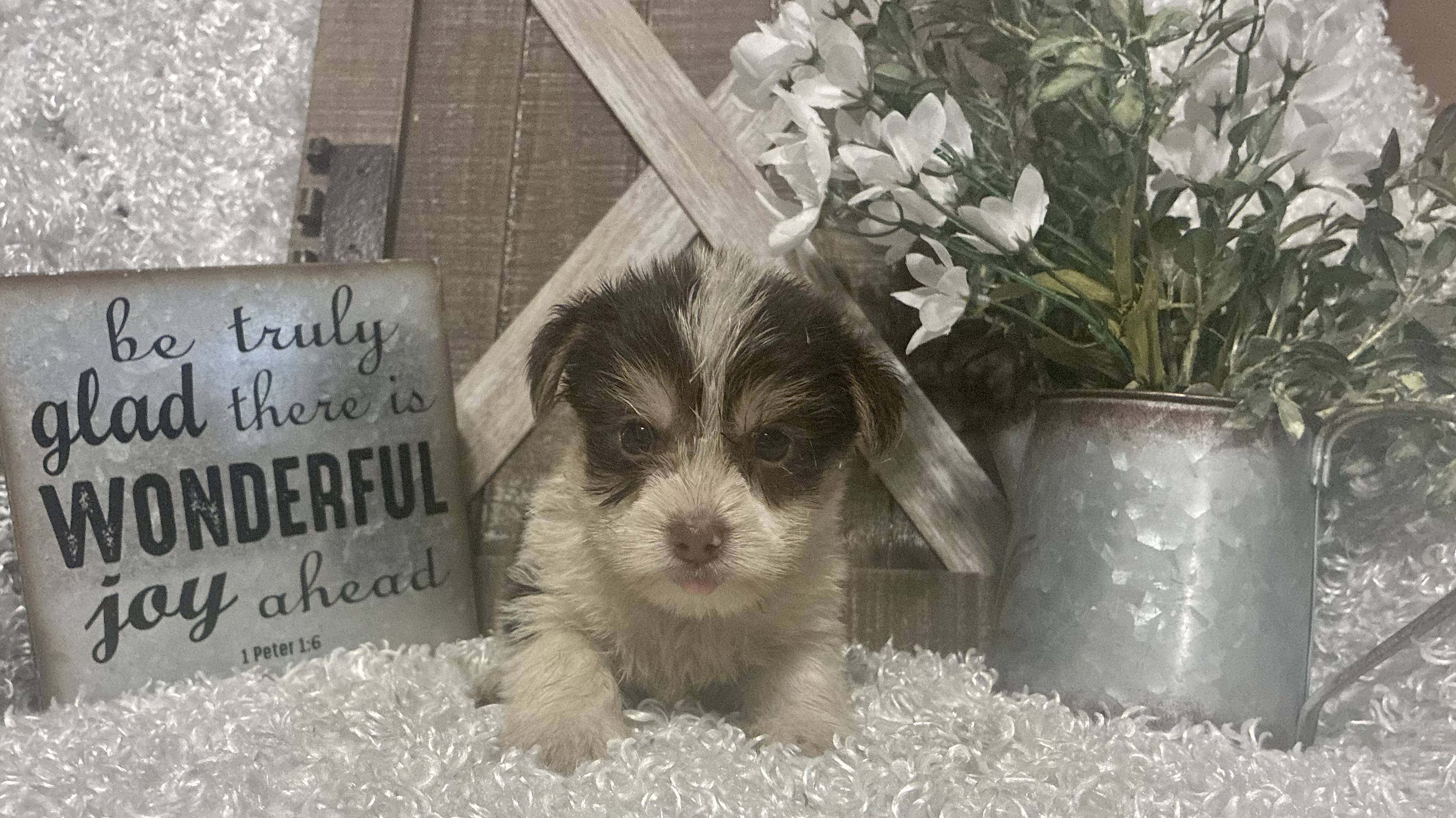 MALE PARTY YORKIE PUPPY!!!
