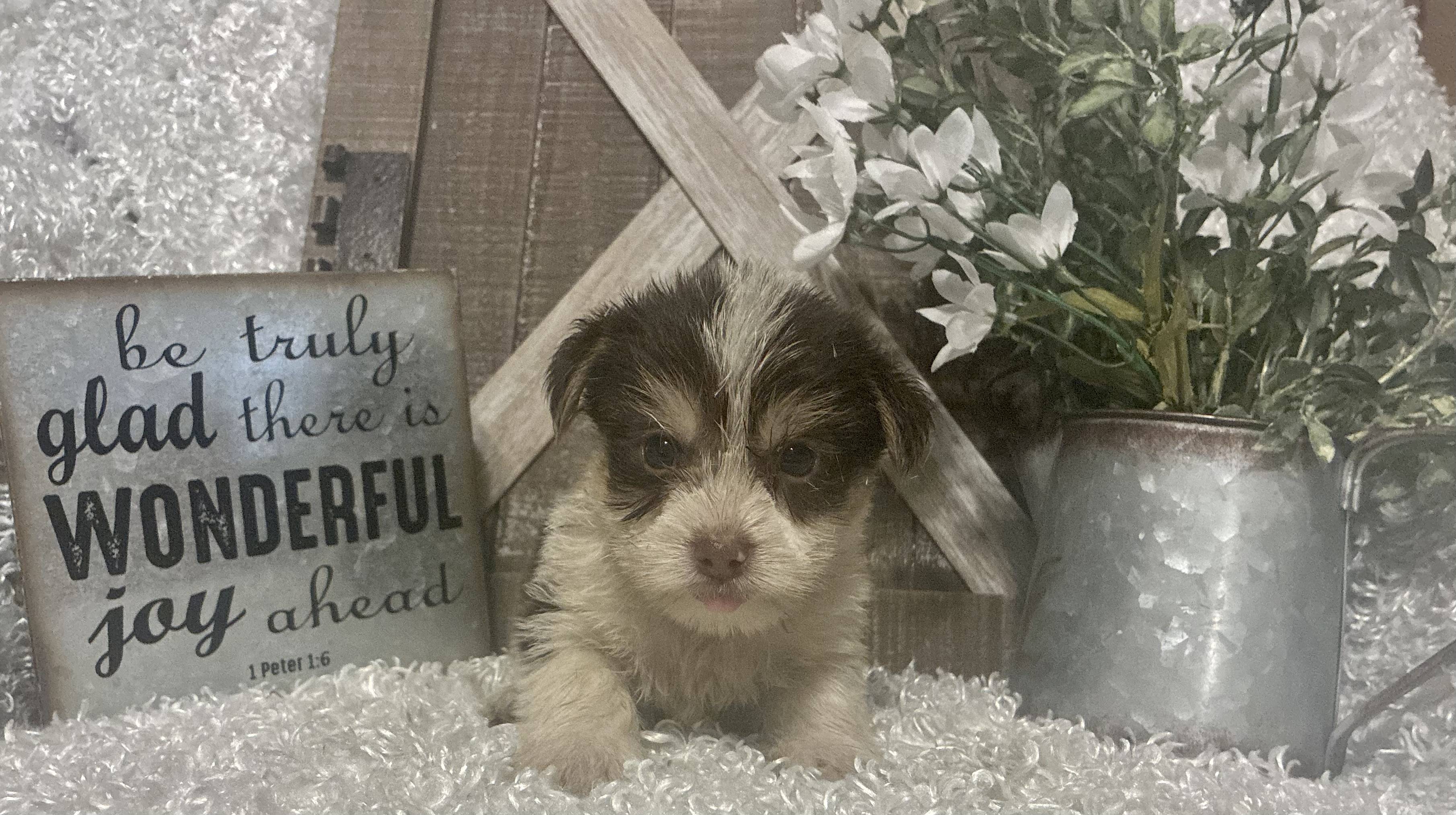 MALE PARTY YORKIE PUPPY!!! - Image 4