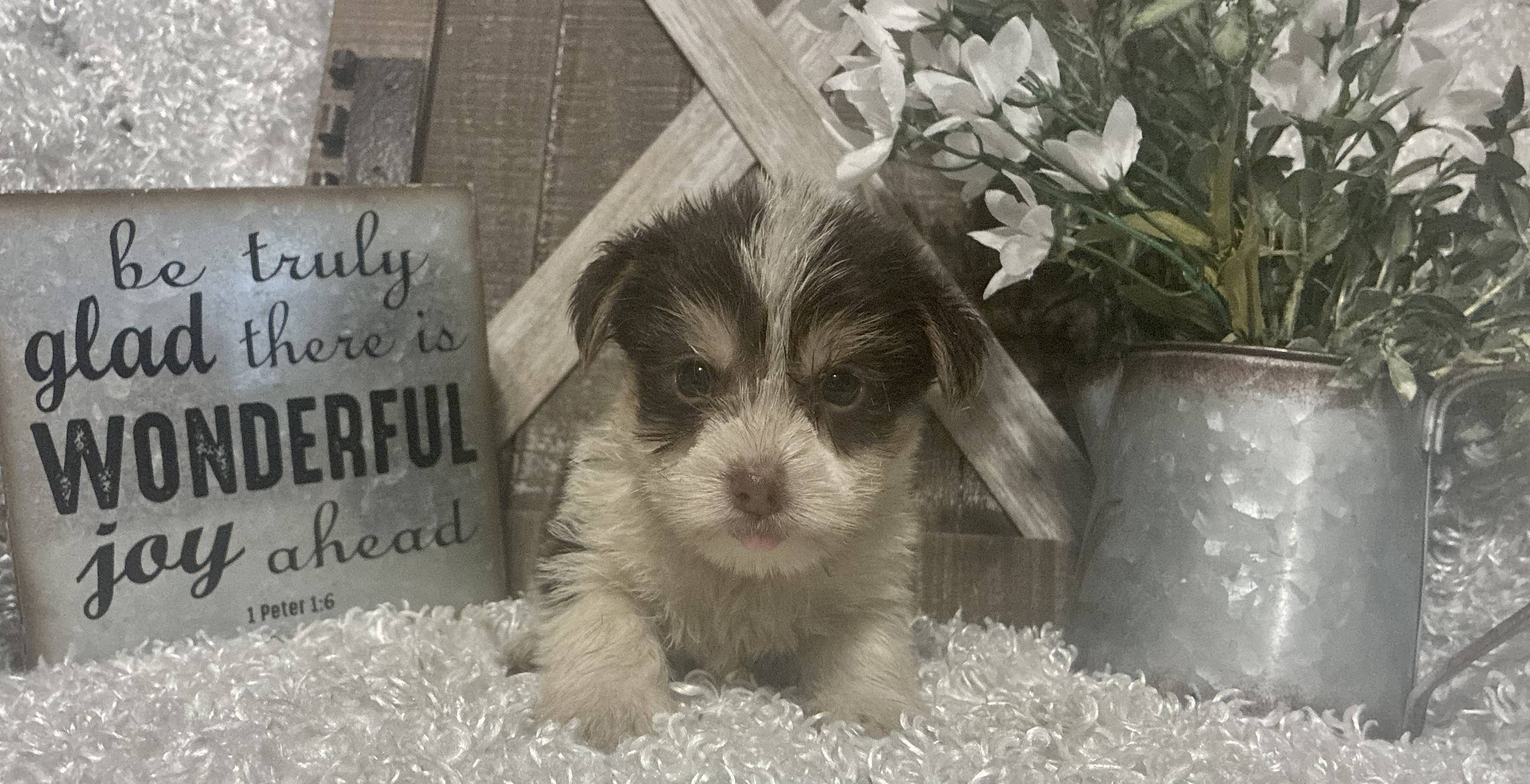 MALE PARTY YORKIE PUPPY!!! - Image 6