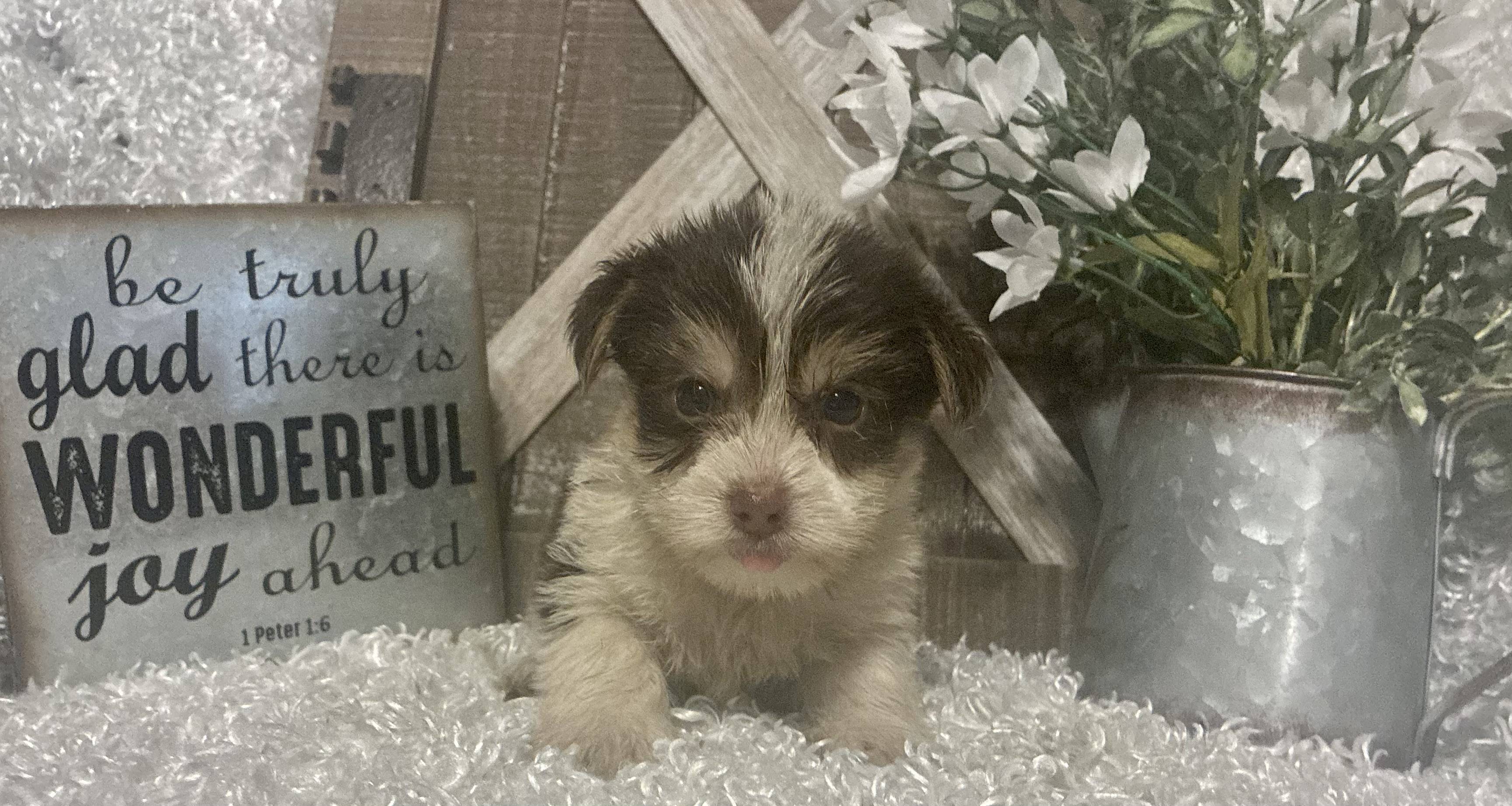 MALE PARTY YORKIE PUPPY!!! - Image 8